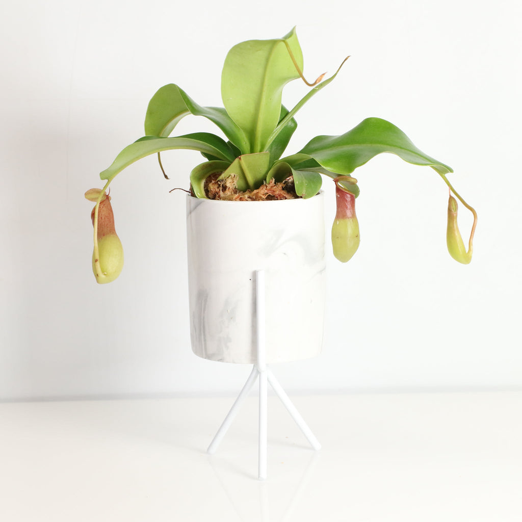 Nepenthes Alata Tropical Pitcher Plant (Monkey Cup) - Cheeky Garden