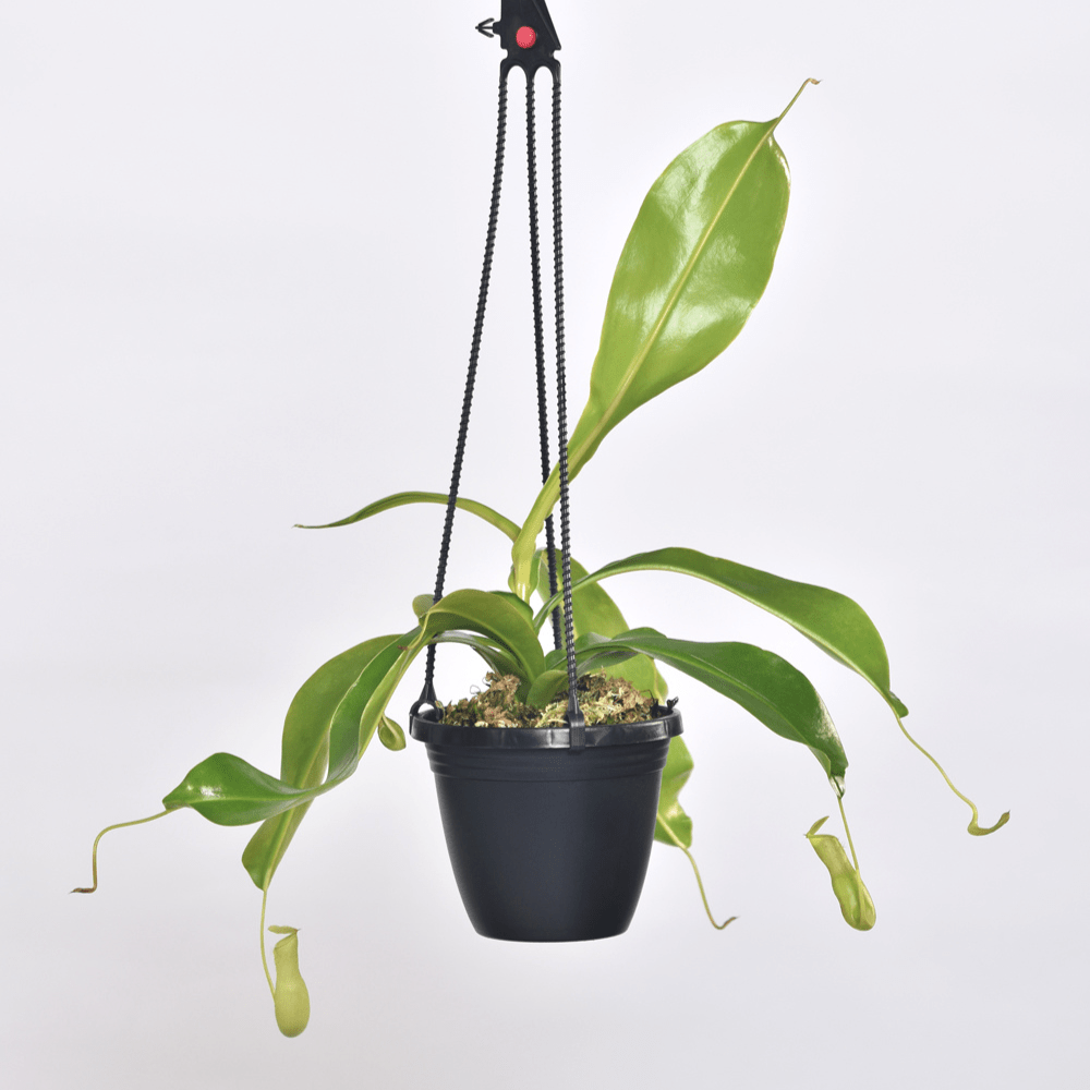 Nepenthes Alata Tropical Pitcher Plant (Monkey Cup) - Cheeky Garden