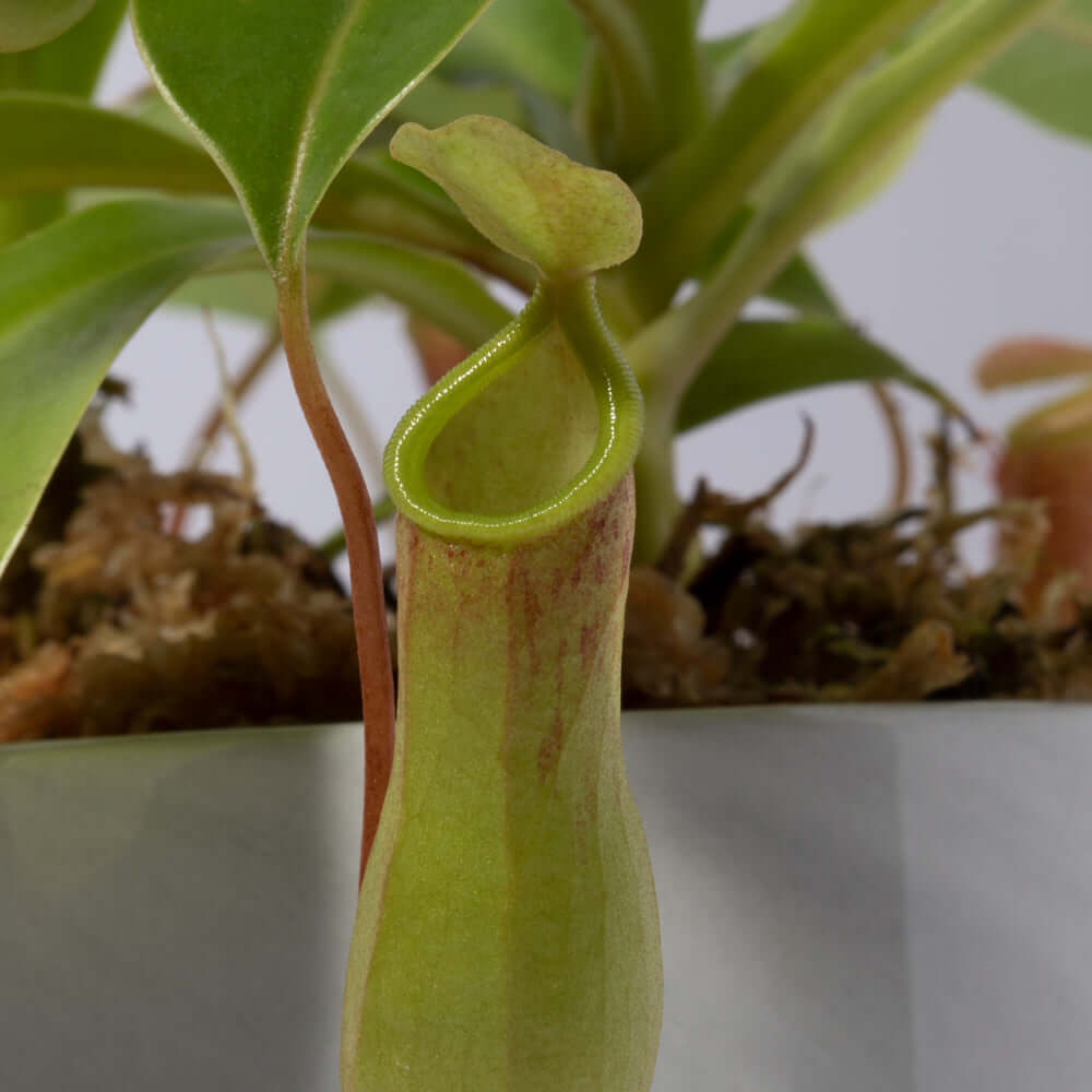 Nepenthes Alata Tropical Pitcher Plant (Monkey Cup) - Cheeky Garden