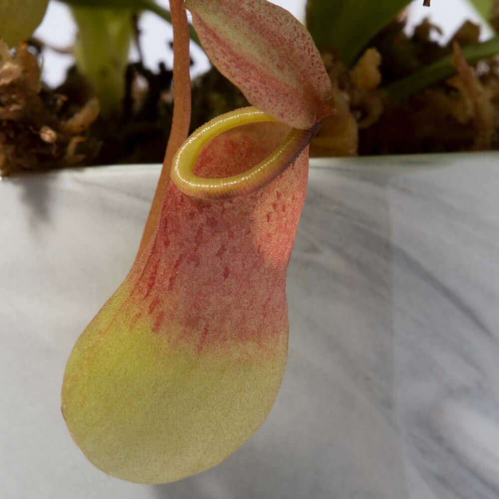 Nepenthes Alata Tropical Pitcher Plant (Monkey Cup) - Cheeky Garden