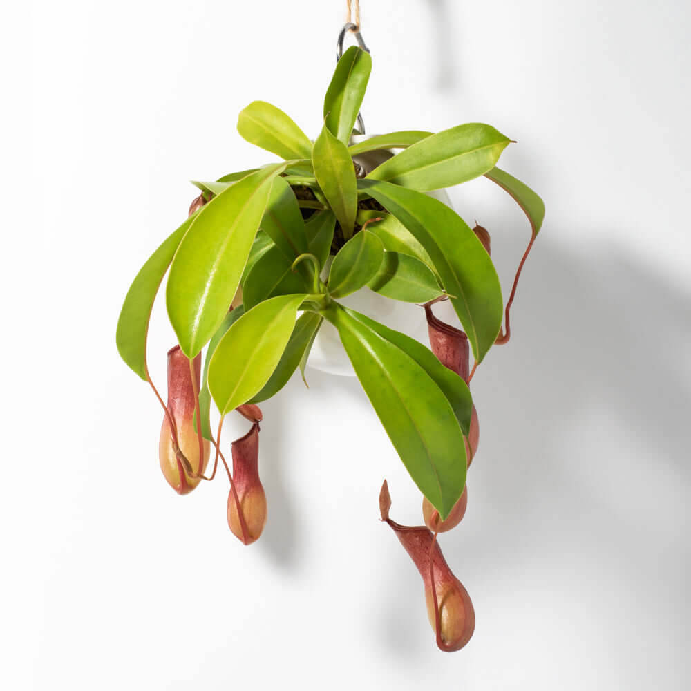 Nepenthes Alata Tropical Pitcher Plant (Monkey Cup) - Cheeky Garden