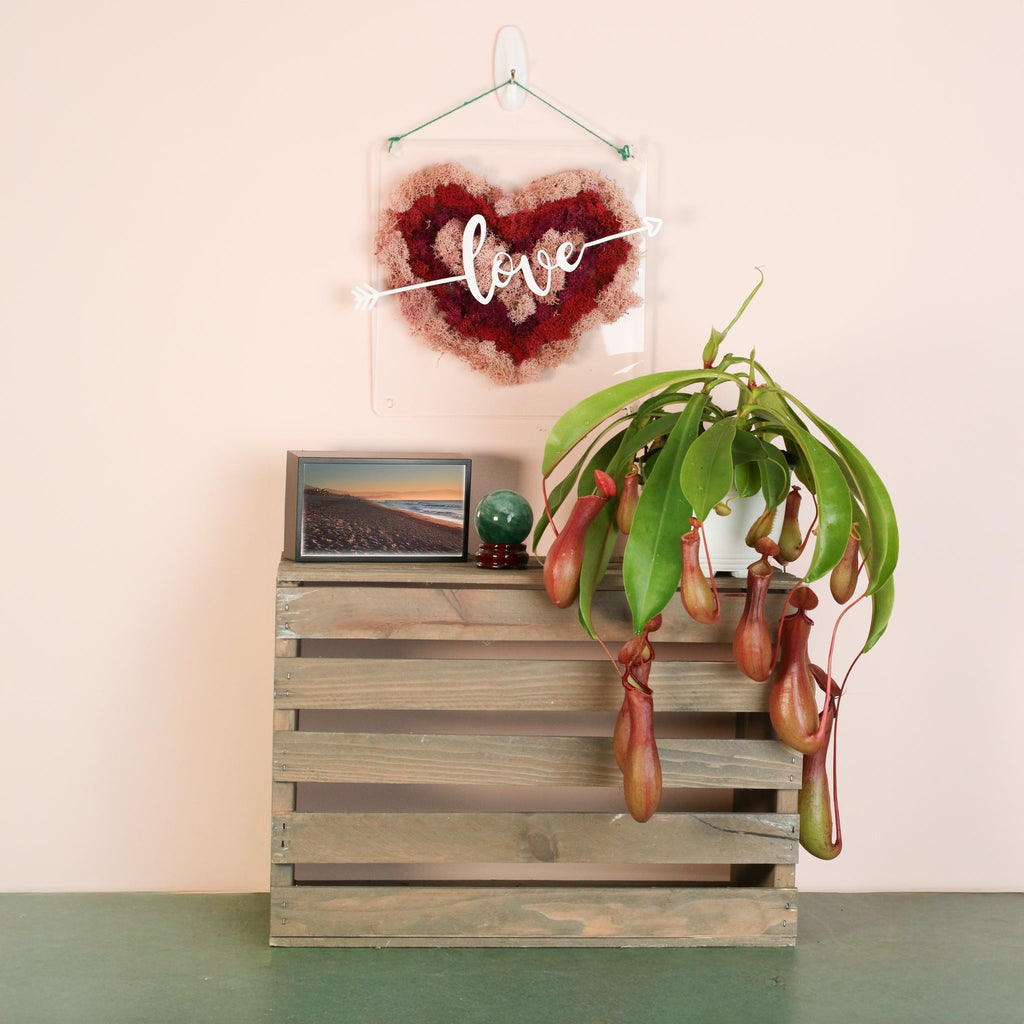 Nepenthes Alata Tropical Pitcher Plant (Monkey Cup) - Cheeky Garden