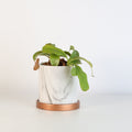 Nepenthes Alata Tropical Pitcher Plant (Monkey Cup) - Cheeky Garden