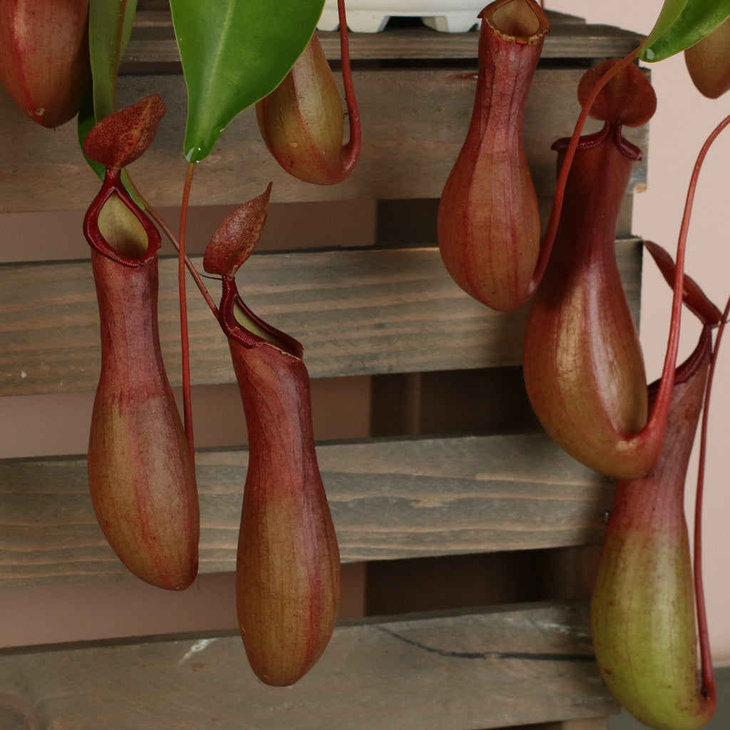 Nepenthes Alata Tropical Pitcher Plant (Monkey Cup) - Cheeky Garden