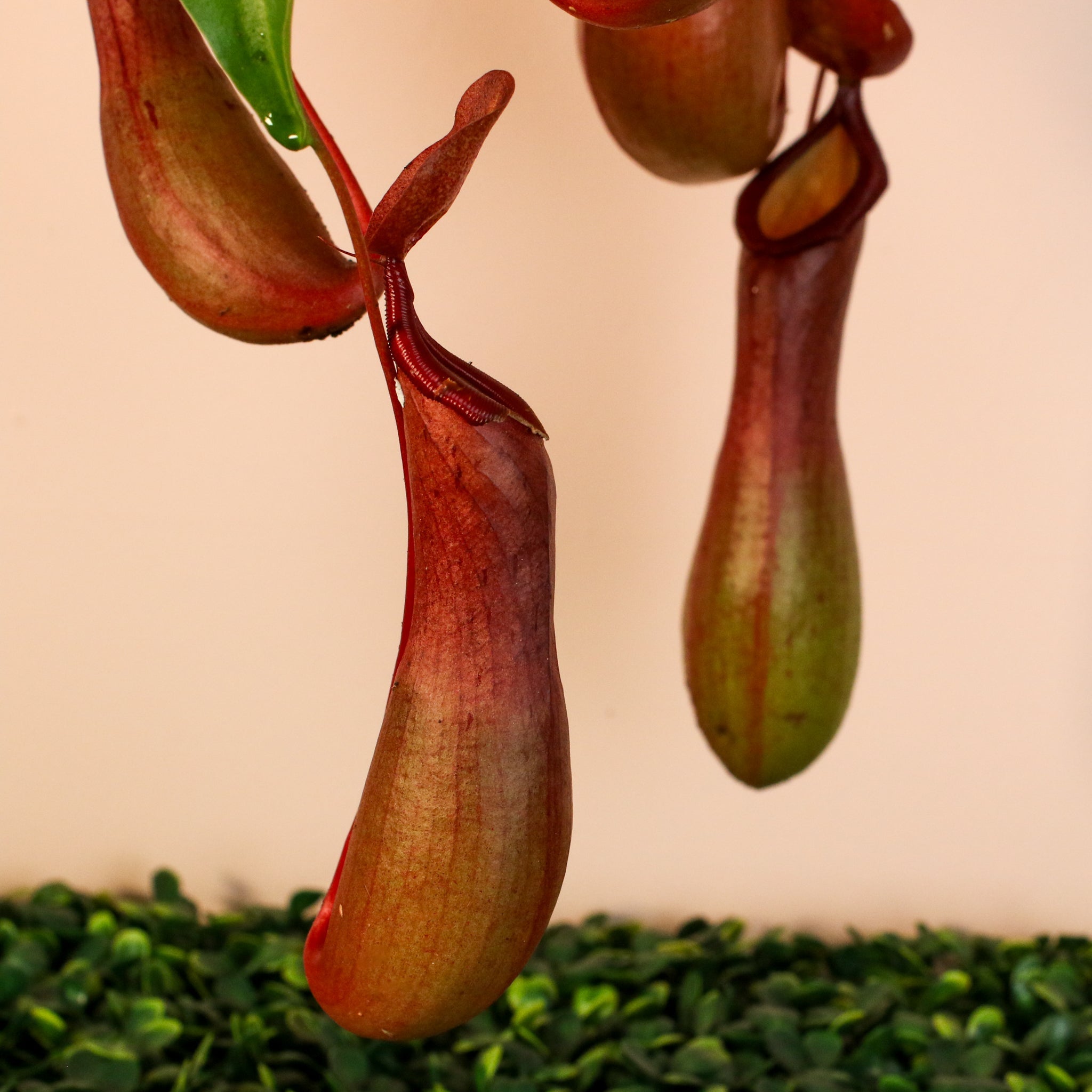 Nepenthes Alata Tropical Pitcher Plant (Monkey Cup) - Cheeky Garden
