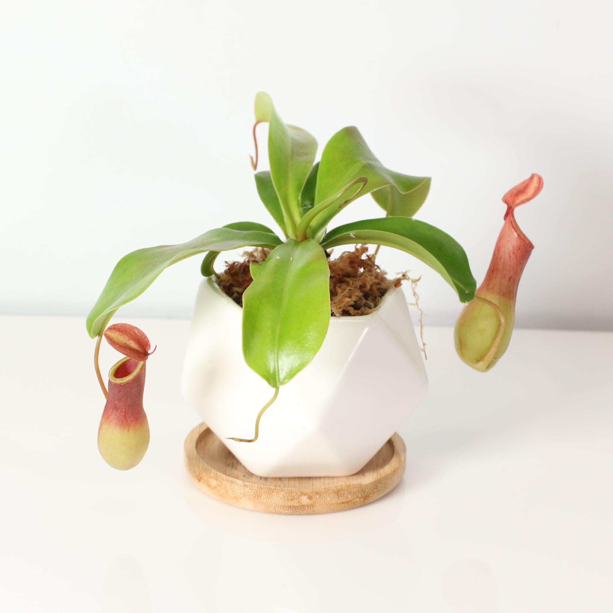 Nepenthes Alata Tropical Pitcher Plant (Monkey Cup) - Cheeky Garden