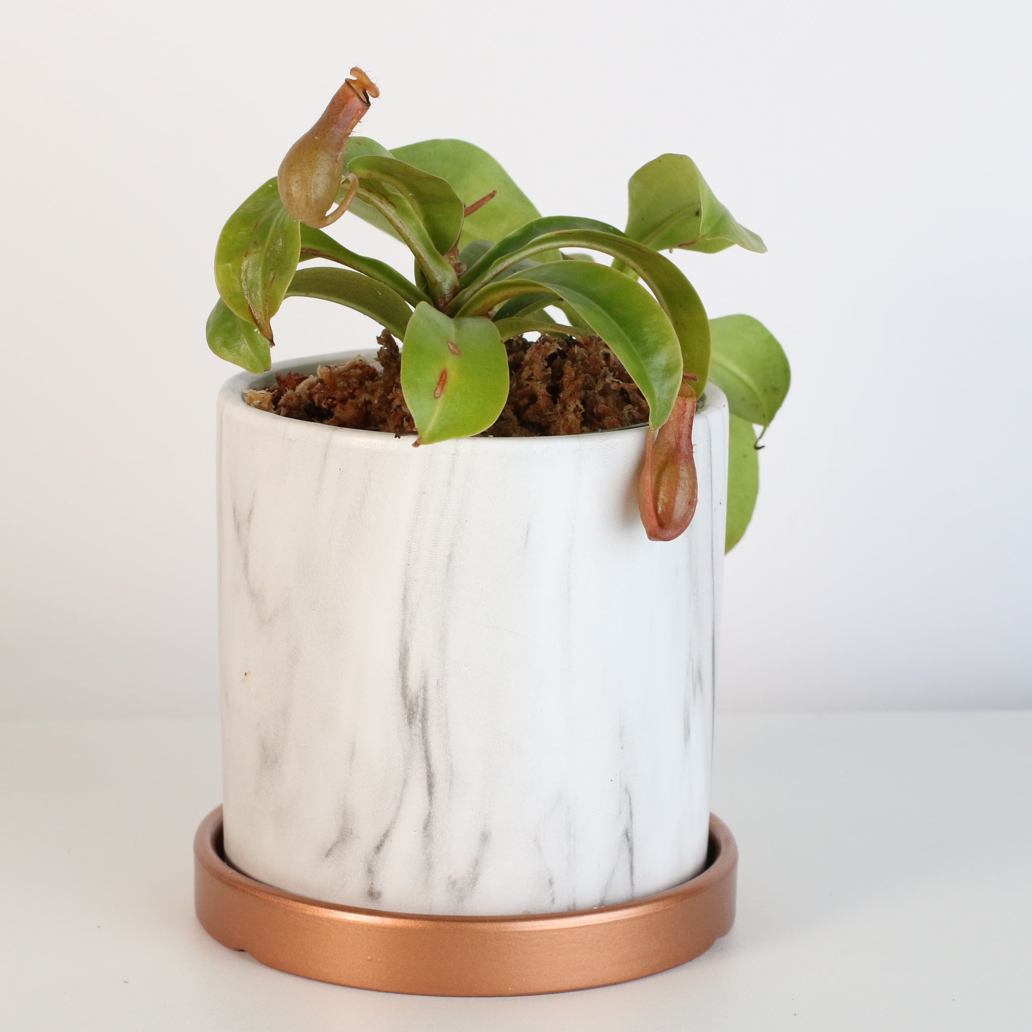 Nepenthes Alata Tropical Pitcher Plant (Monkey Cup) - Cheeky Garden