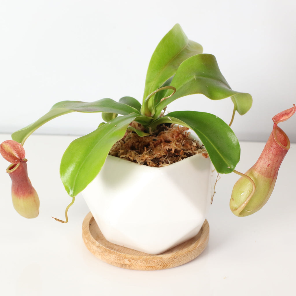 Nepenthes Alata Tropical Pitcher Plant (Monkey Cup) - Cheeky Garden