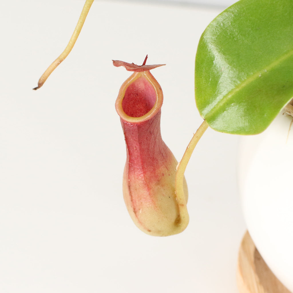 Nepenthes Alata Tropical Pitcher Plant (Monkey Cup) - Cheeky Garden