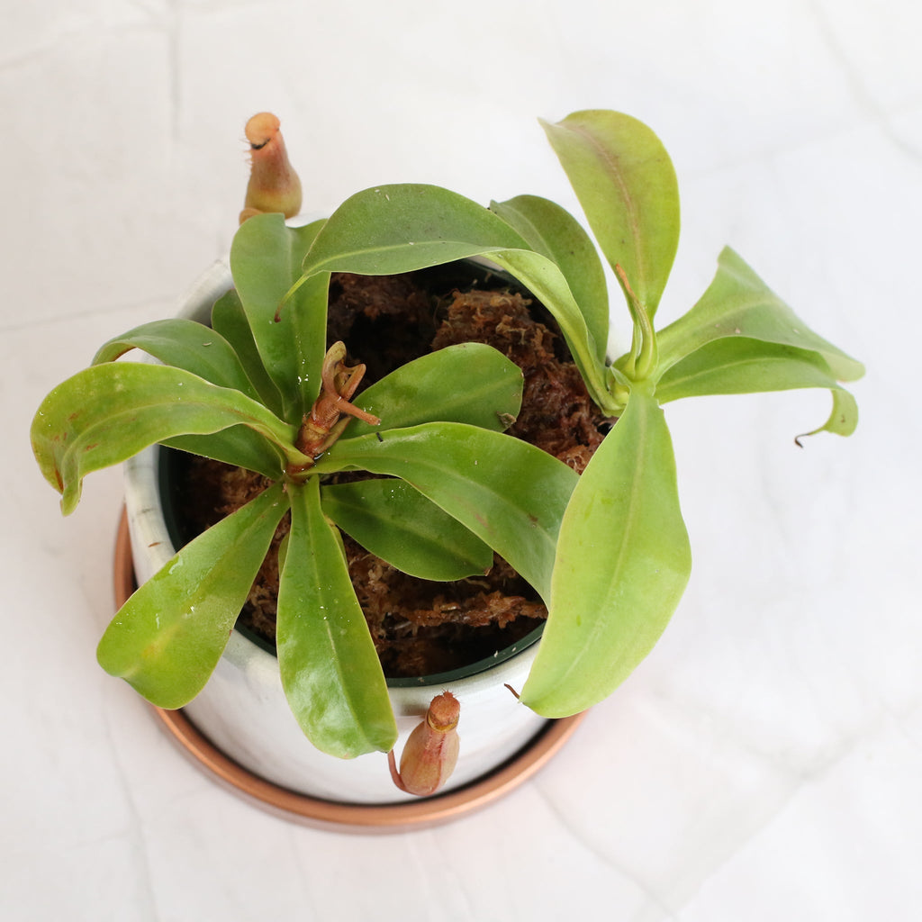 Nepenthes Alata Tropical Pitcher Plant (Monkey Cup) - Cheeky Garden