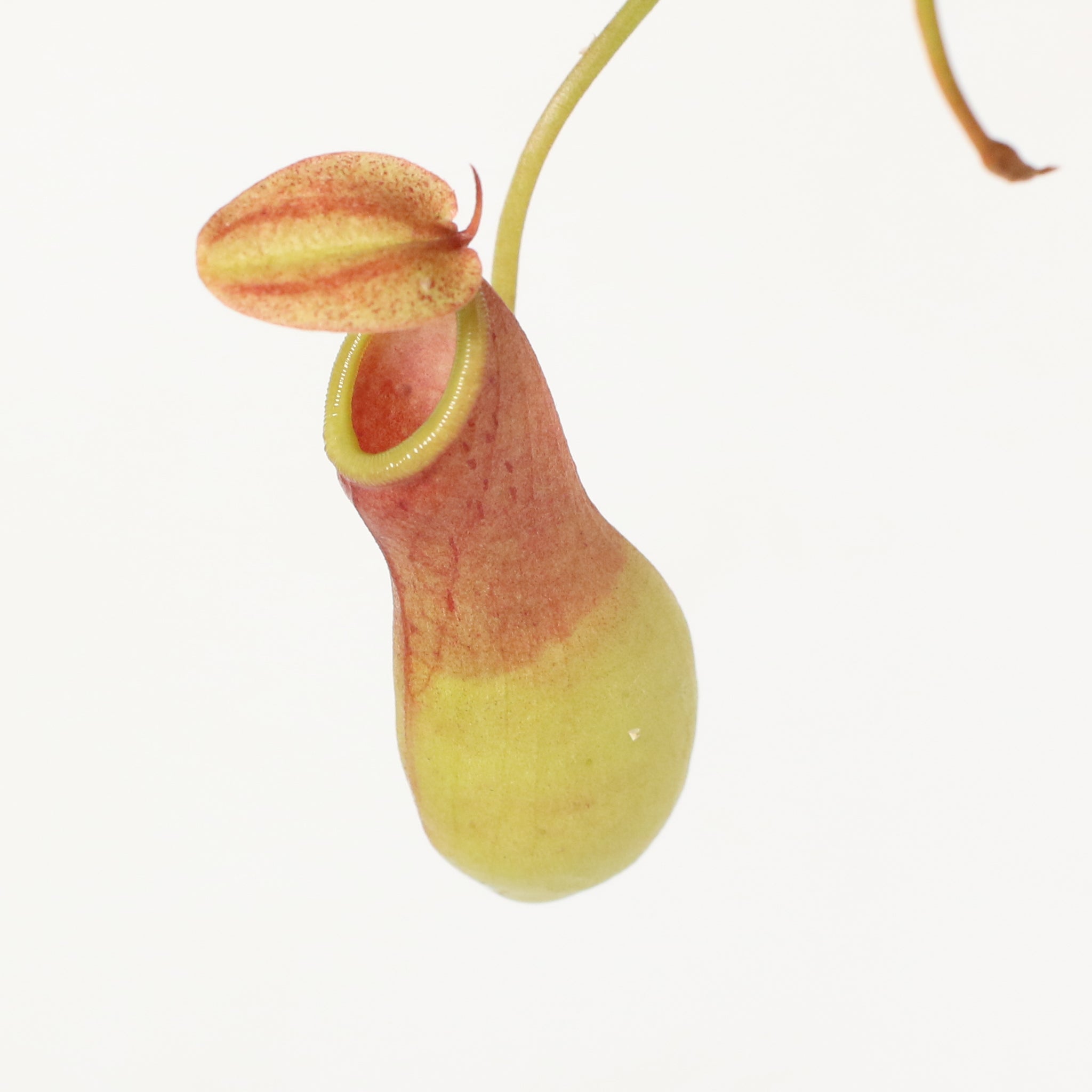 Nepenthes Alata Tropical Pitcher Plant (Monkey Cup) - Cheeky Garden