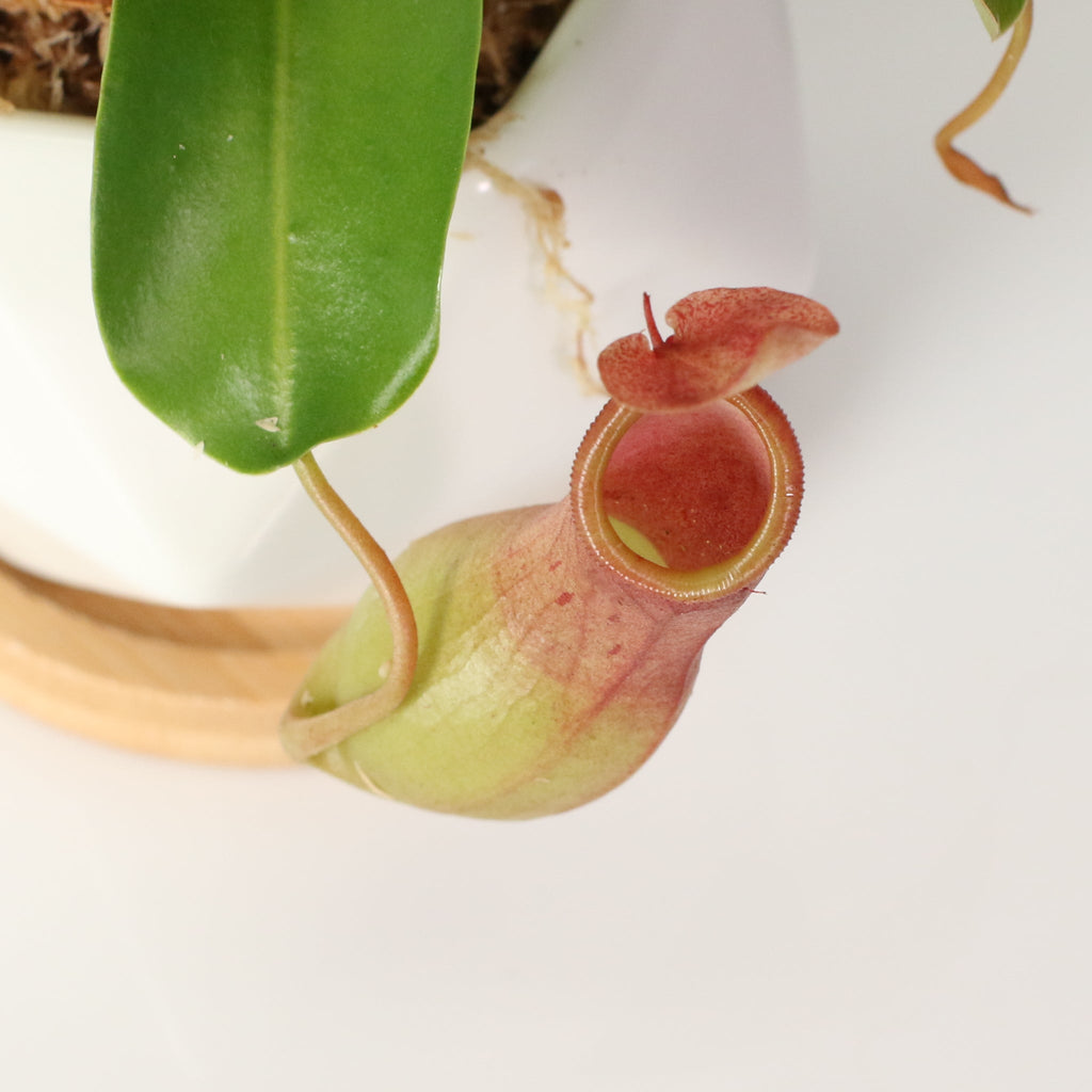 Nepenthes Alata Tropical Pitcher Plant (Monkey Cup) - Cheeky Garden