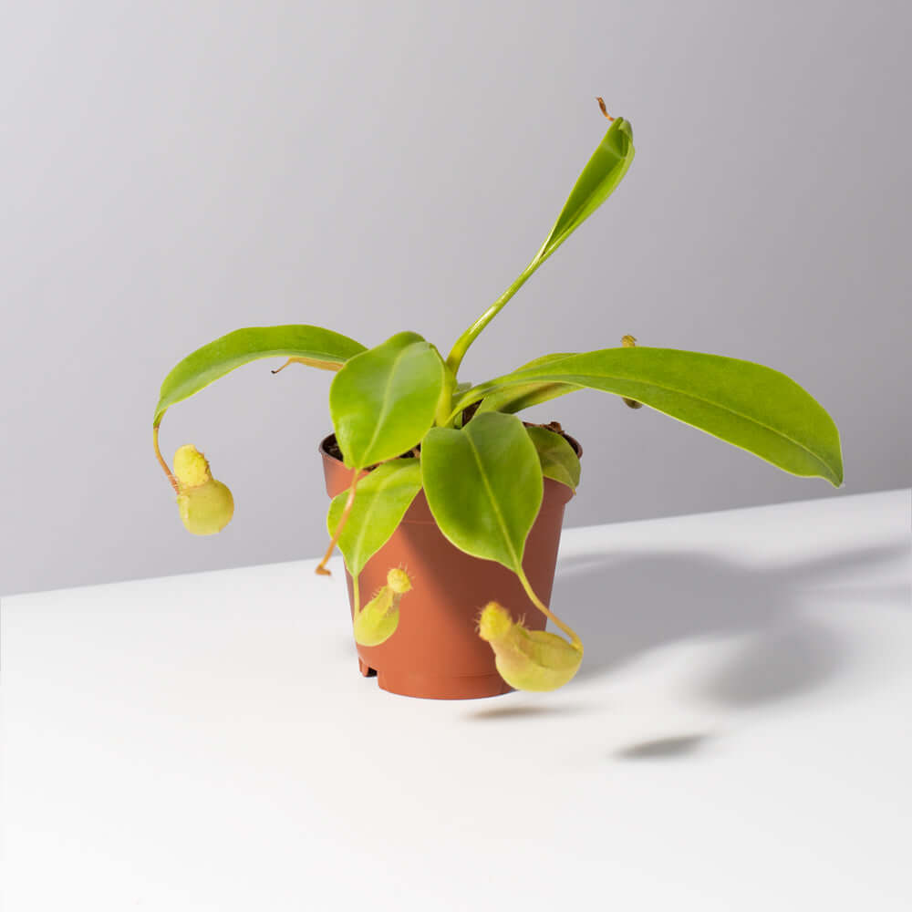 Nepenthes Alata Tropical Pitcher Plant (Monkey Cup) - Cheeky Garden