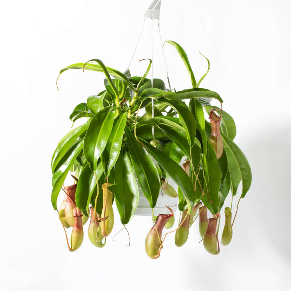 Nepenthes Alata Tropical Pitcher Plant (Monkey Cup) - Cheeky Garden