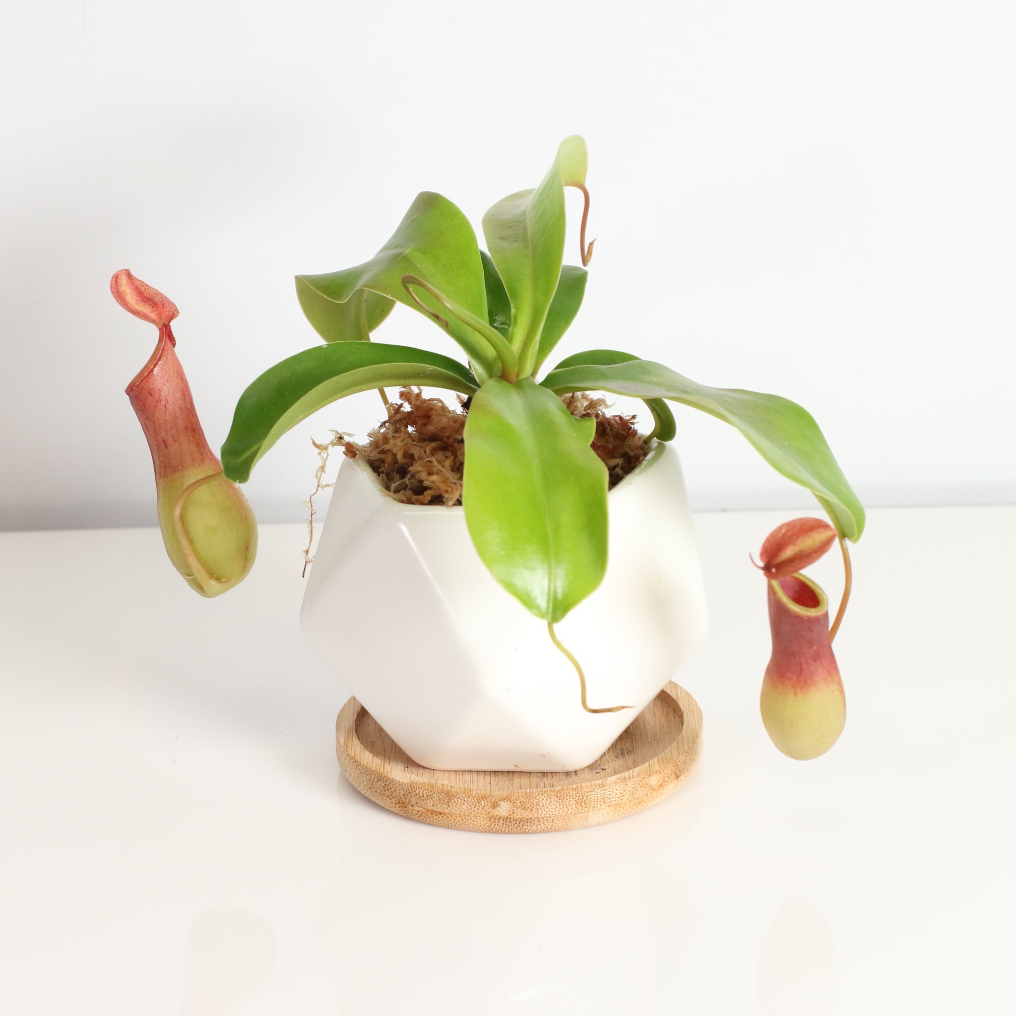 Nepenthes Alata Tropical Pitcher Plant (Monkey Cup) - Cheeky Garden
