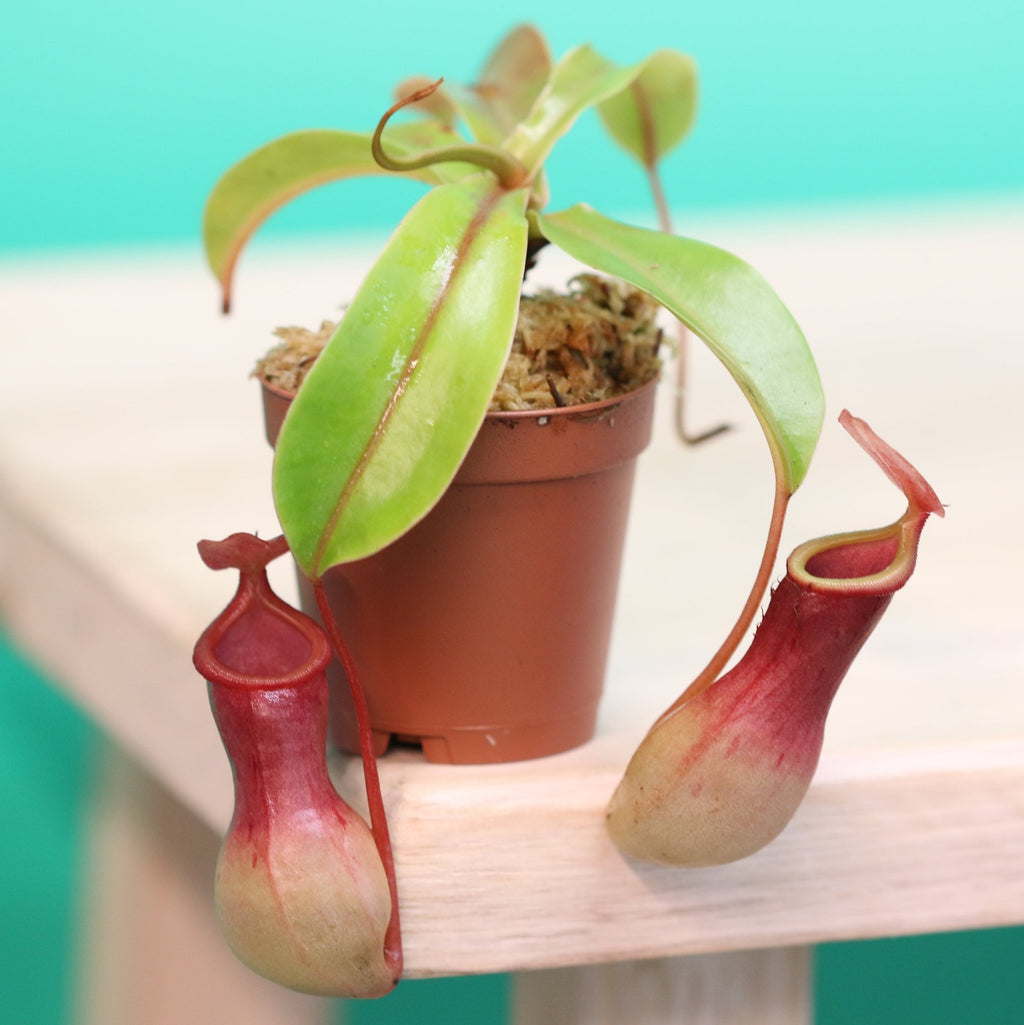 Nepenthes Alata Tropical Pitcher Plant (Monkey Cup) - Cheeky Garden