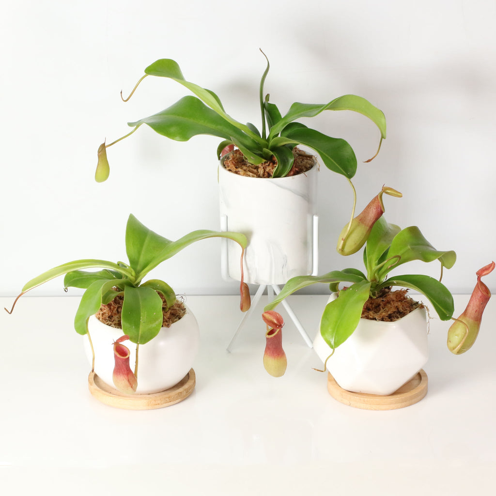 Nepenthes Alata Tropical Pitcher Plant (Monkey Cup) - Cheeky Garden