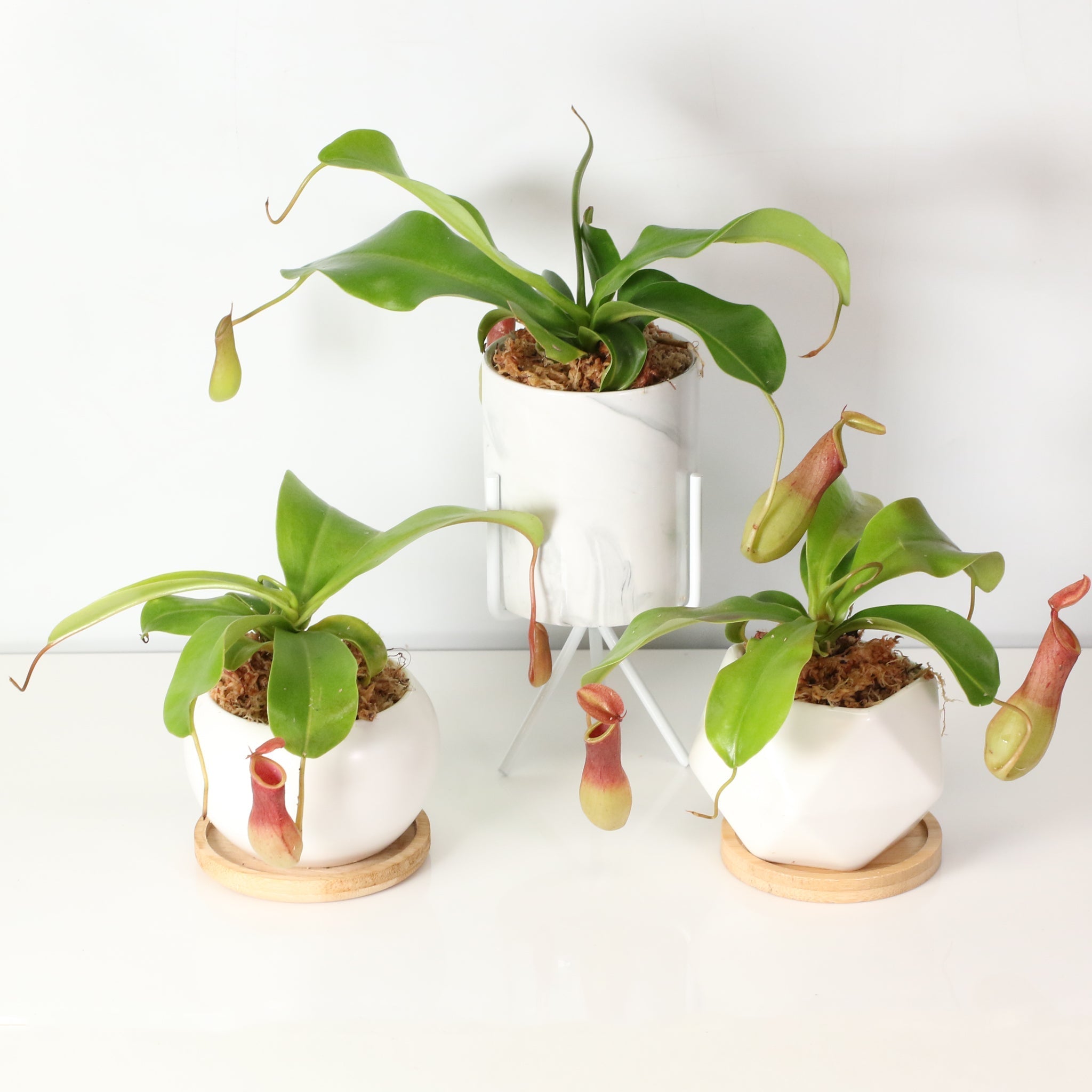 Nepenthes Alata Tropical Pitcher Plant (Monkey Cup) - Cheeky Garden