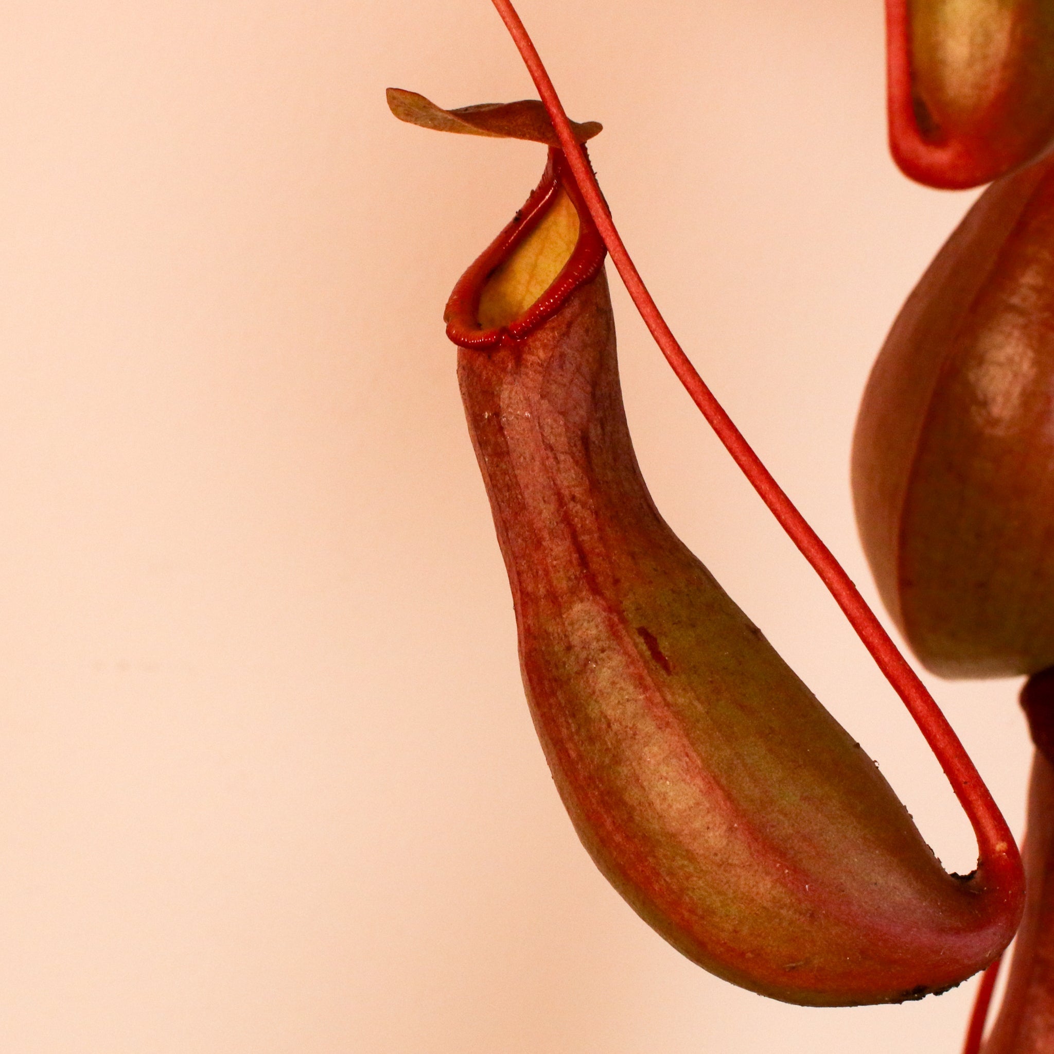 Nepenthes Alata Tropical Pitcher Plant (Monkey Cup) - Cheeky Garden