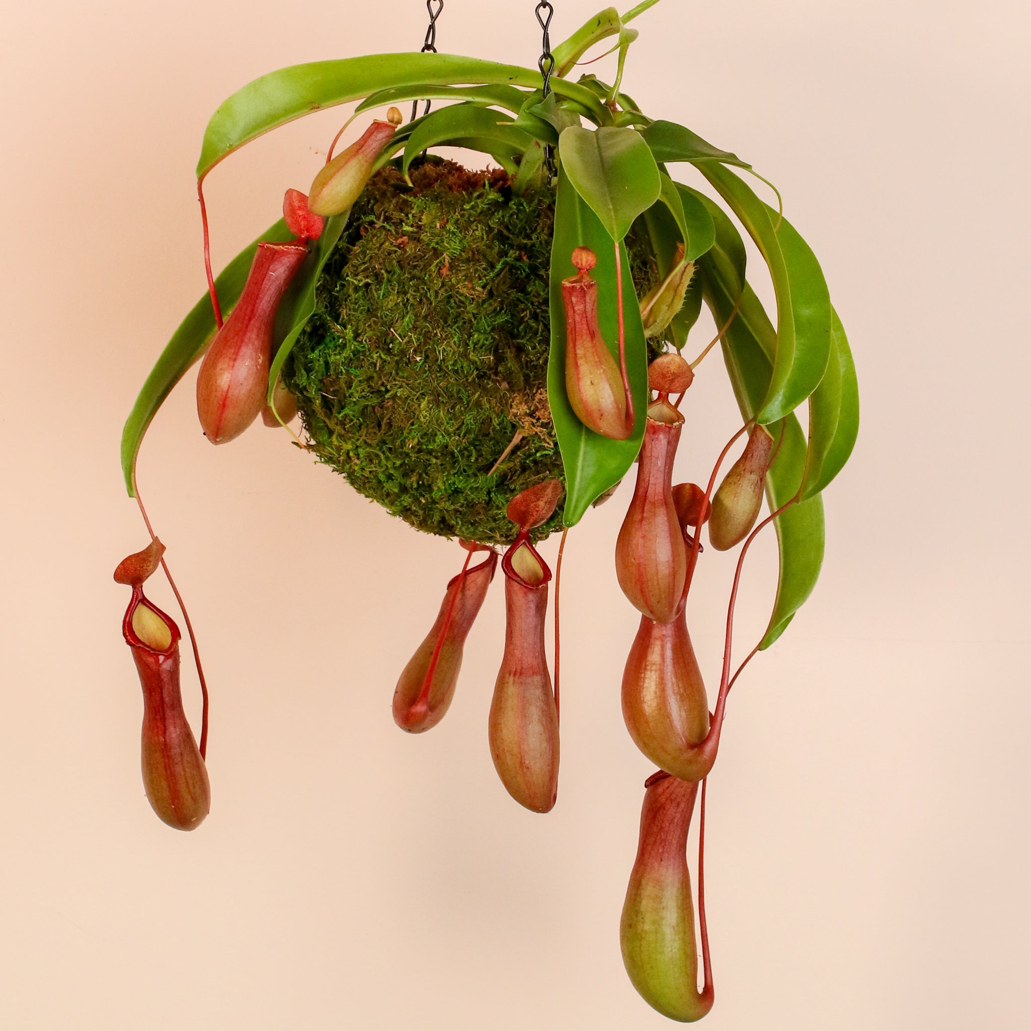 Nepenthes Alata Tropical Pitcher Plant (Monkey Cup) - Cheeky Garden