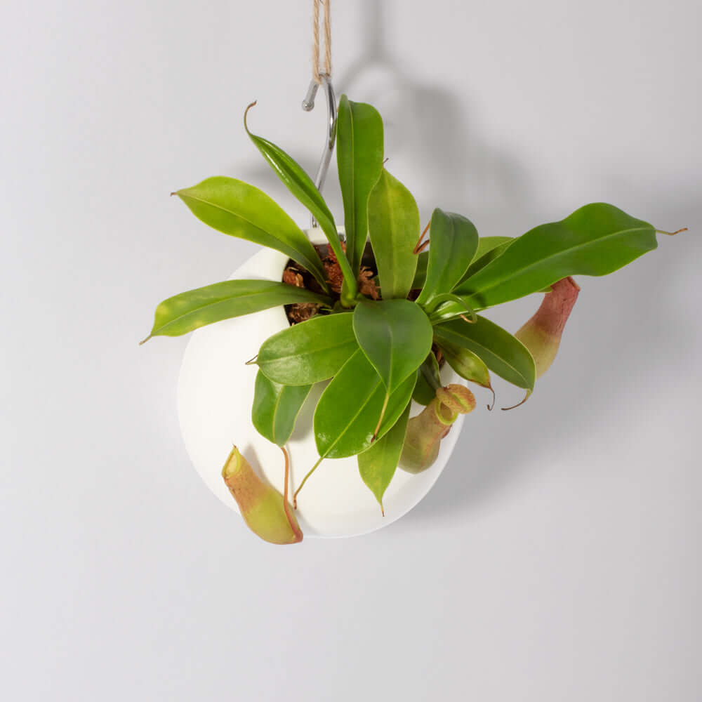 Nepenthes Alata Tropical Pitcher Plant (Monkey Cup) - Cheeky Garden