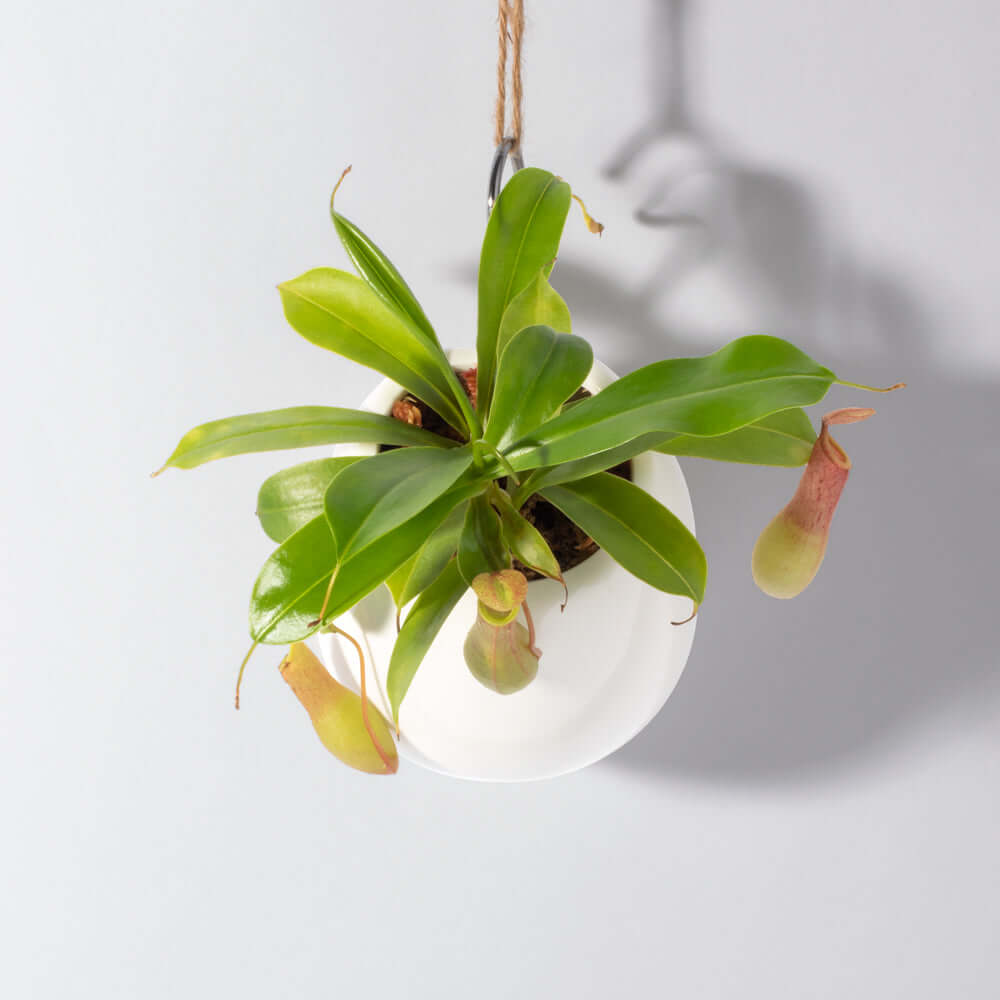 Nepenthes Alata Tropical Pitcher Plant (Monkey Cup) - Cheeky Garden