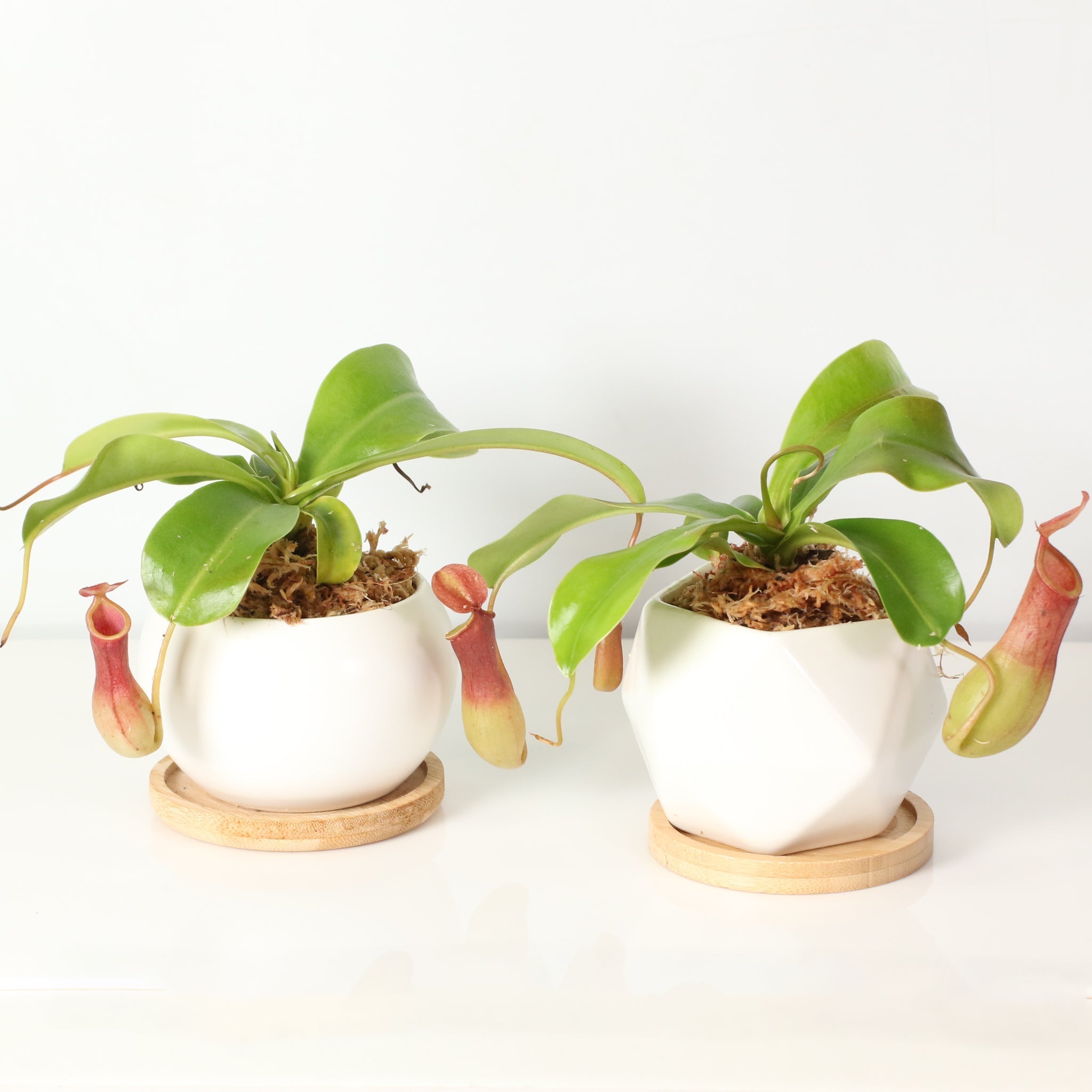 Nepenthes Alata Tropical Pitcher Plant (Monkey Cup) - Cheeky Garden