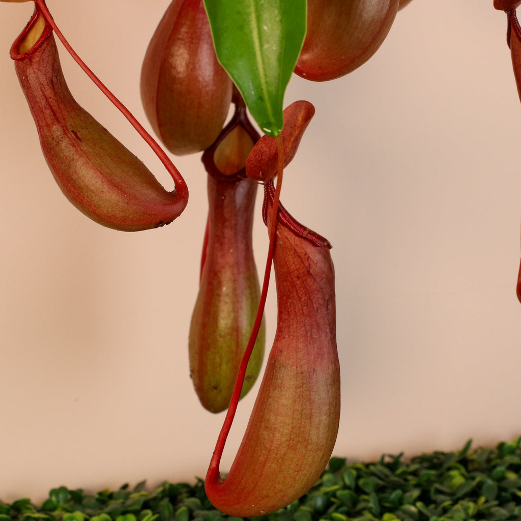Nepenthes Alata Tropical Pitcher Plant (Monkey Cup) - Cheeky Garden