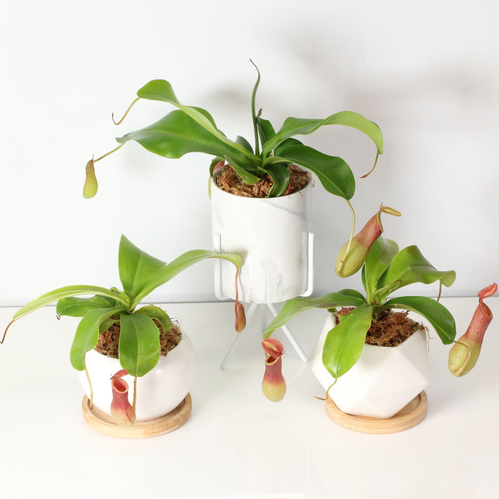 Nepenthes Alata Tropical Pitcher Plant (Monkey Cup) - Cheeky Garden