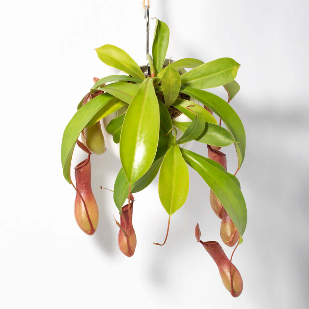 Nepenthes Alata Tropical Pitcher Plant (Monkey Cup) - Cheeky Garden