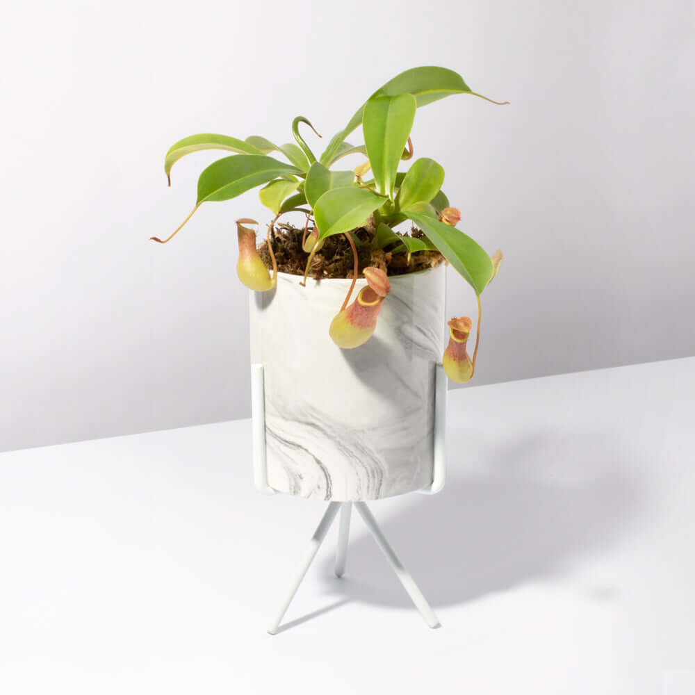 Nepenthes Alata Tropical Pitcher Plant (Monkey Cup) - Cheeky Garden