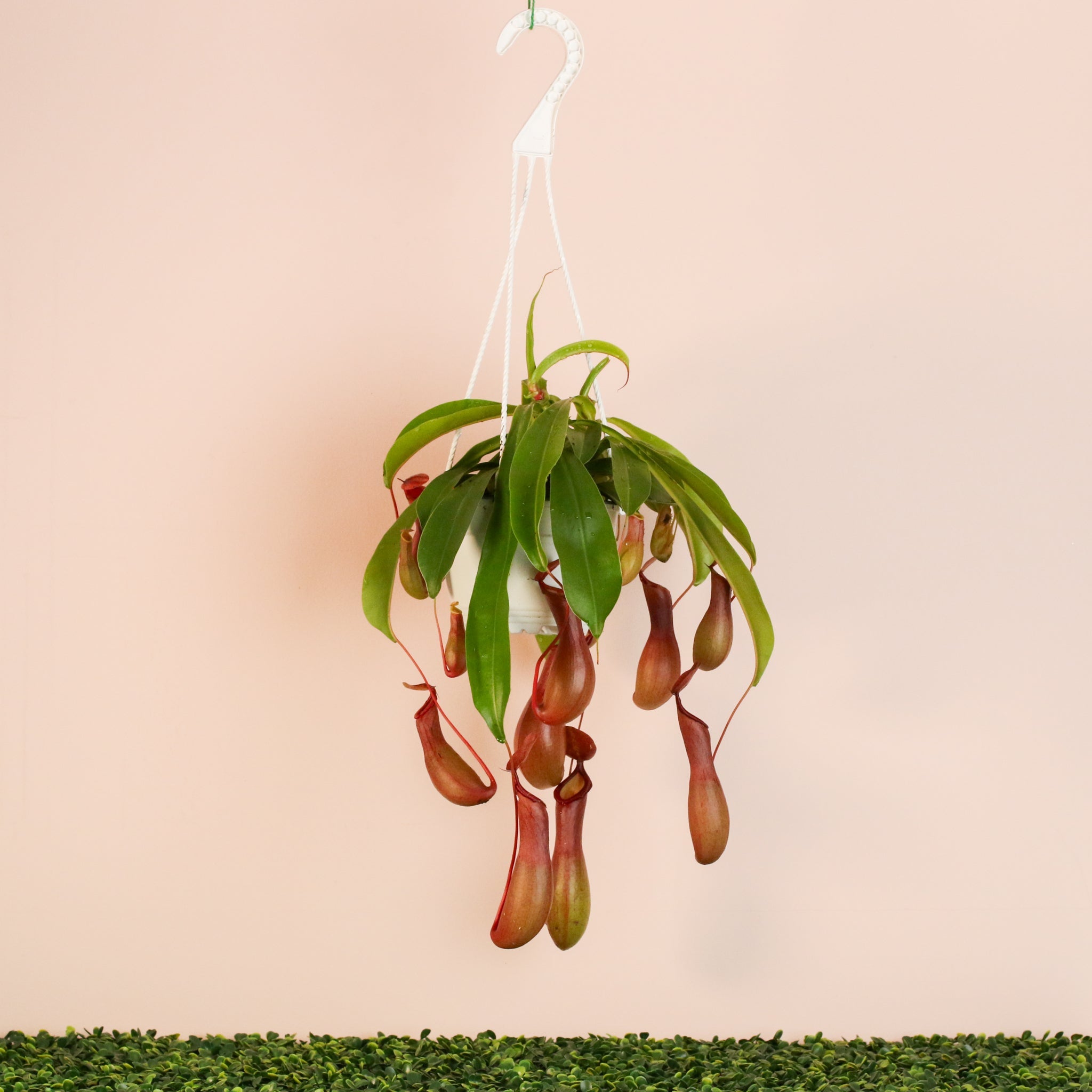 Nepenthes Alata Tropical Pitcher Plant (Monkey Cup) - Cheeky Garden