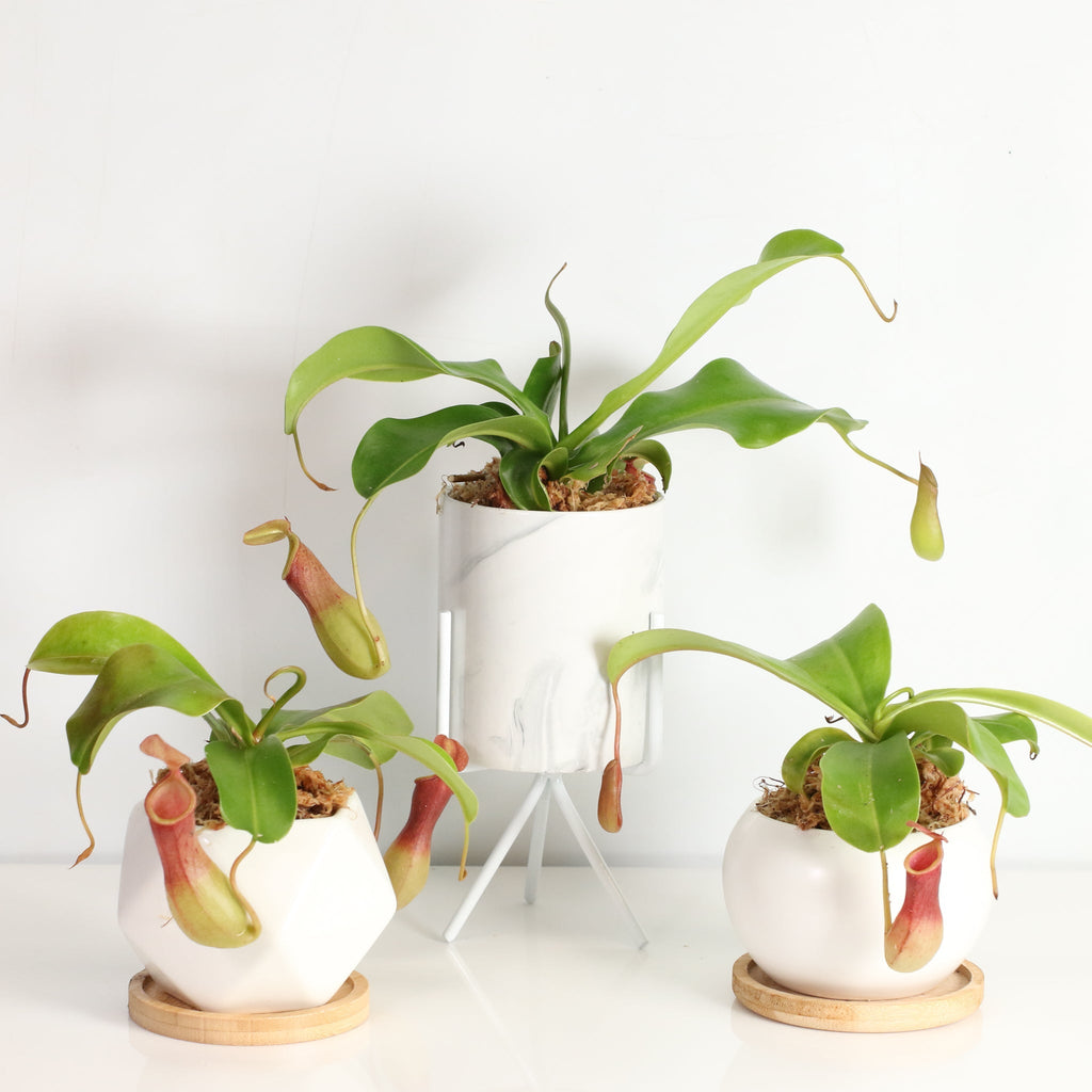 Nepenthes Alata Tropical Pitcher Plant (Monkey Cup) - Cheeky Garden