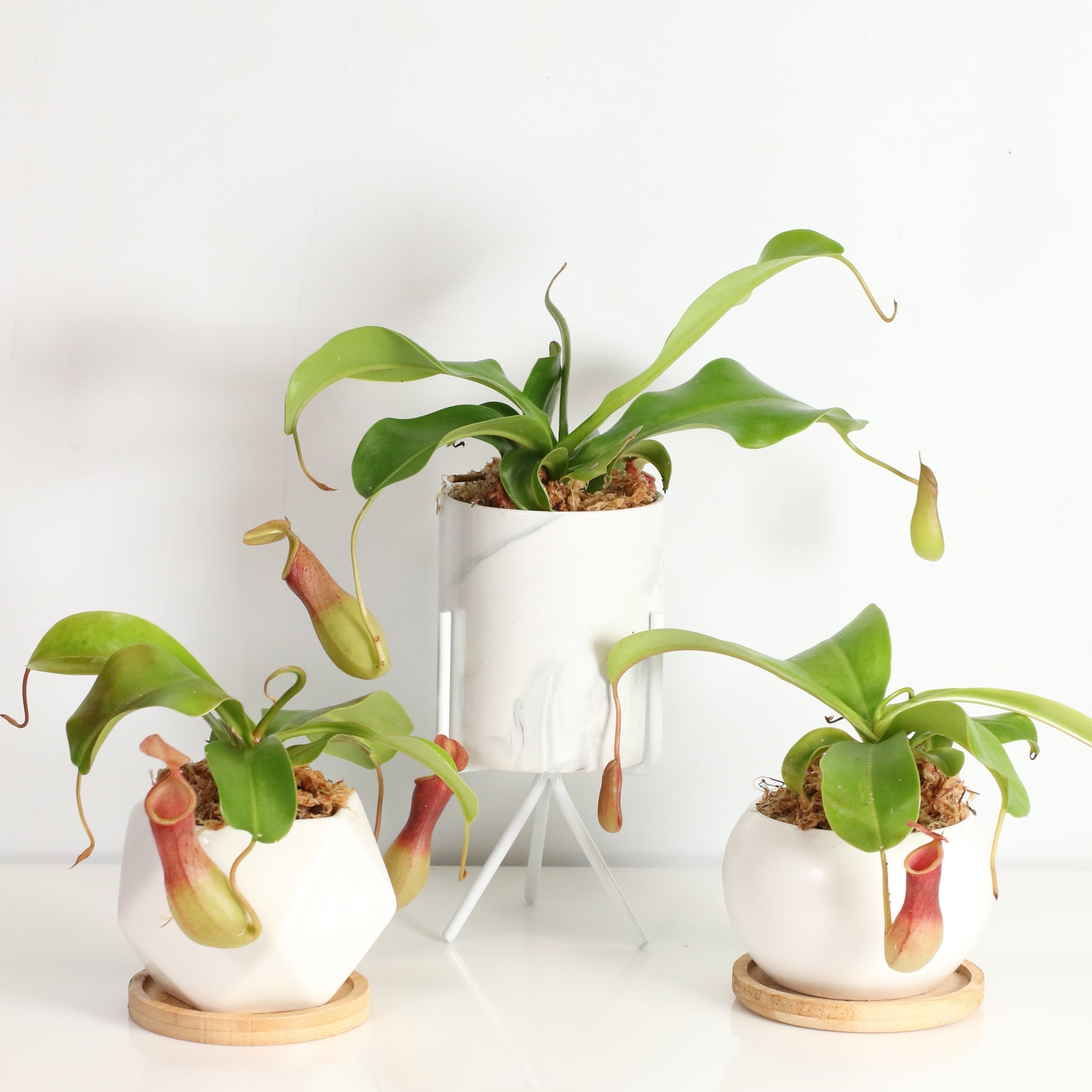 Nepenthes Alata Tropical Pitcher Plant (Monkey Cup) - Cheeky Garden