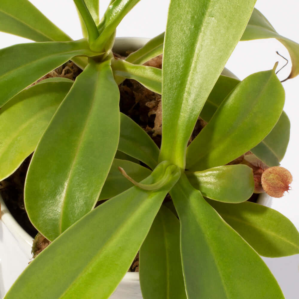 Nepenthes Alata Tropical Pitcher Plant (Monkey Cup) - Cheeky Garden