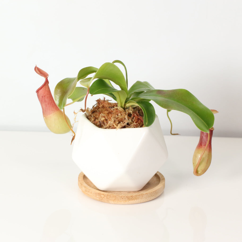 Nepenthes Alata Tropical Pitcher Plant (Monkey Cup) - Cheeky Garden