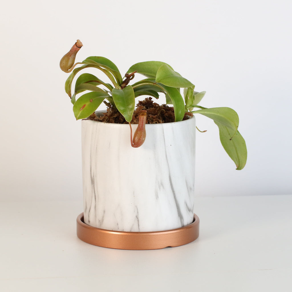 Nepenthes Alata Tropical Pitcher Plant (Monkey Cup) - Cheeky Garden
