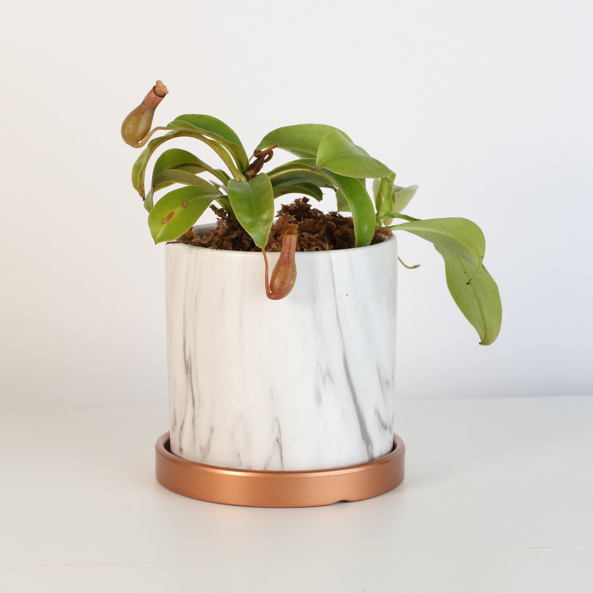 Nepenthes Alata Tropical Pitcher Plant (Monkey Cup) - Cheeky Garden
