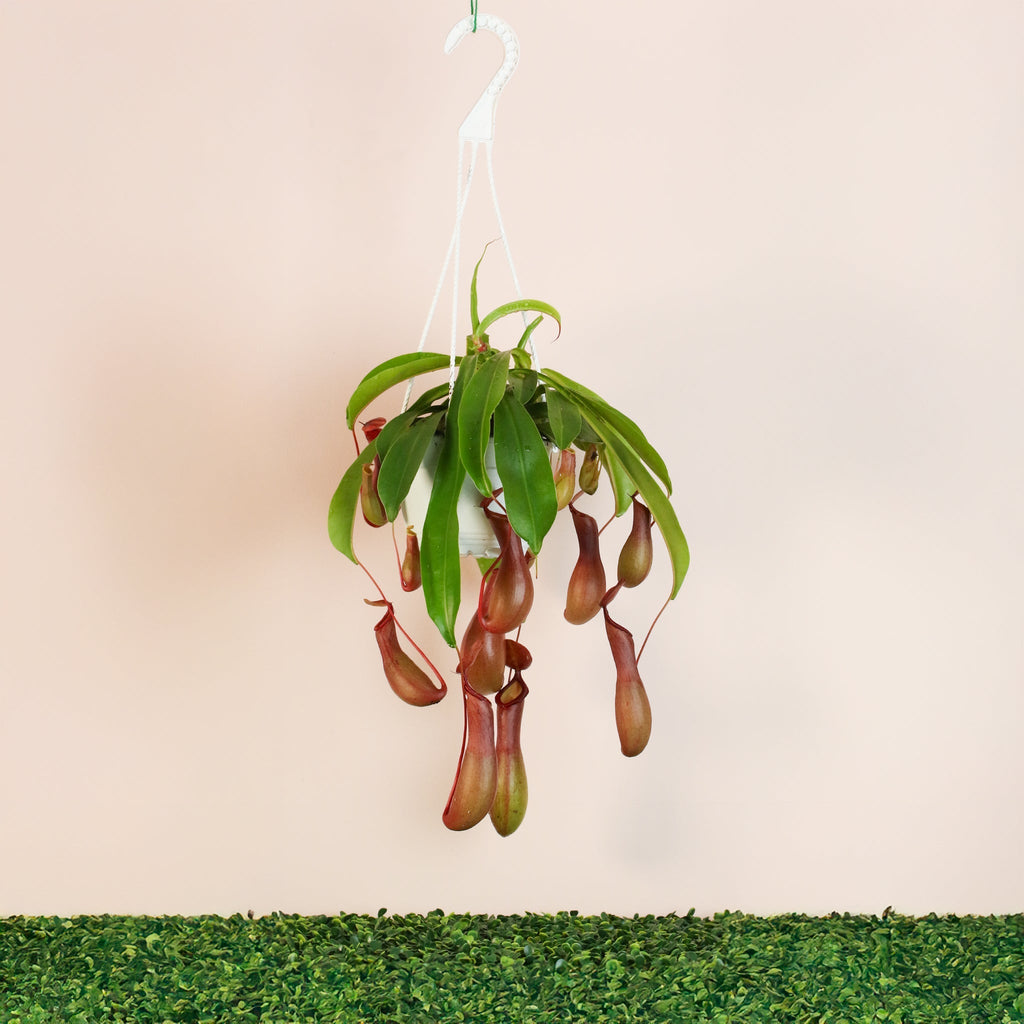 Nepenthes Alata Tropical Pitcher Plant (Monkey Cup) - Cheeky Garden