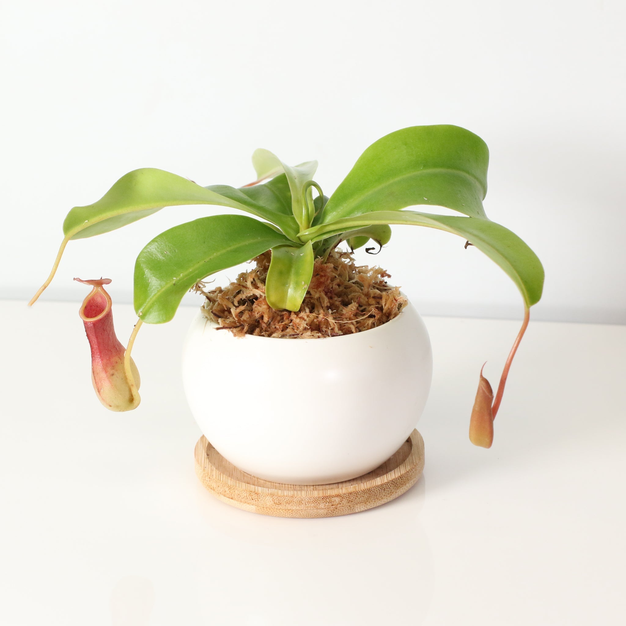 Nepenthes Alata Tropical Pitcher Plant (Monkey Cup) - Cheeky Garden