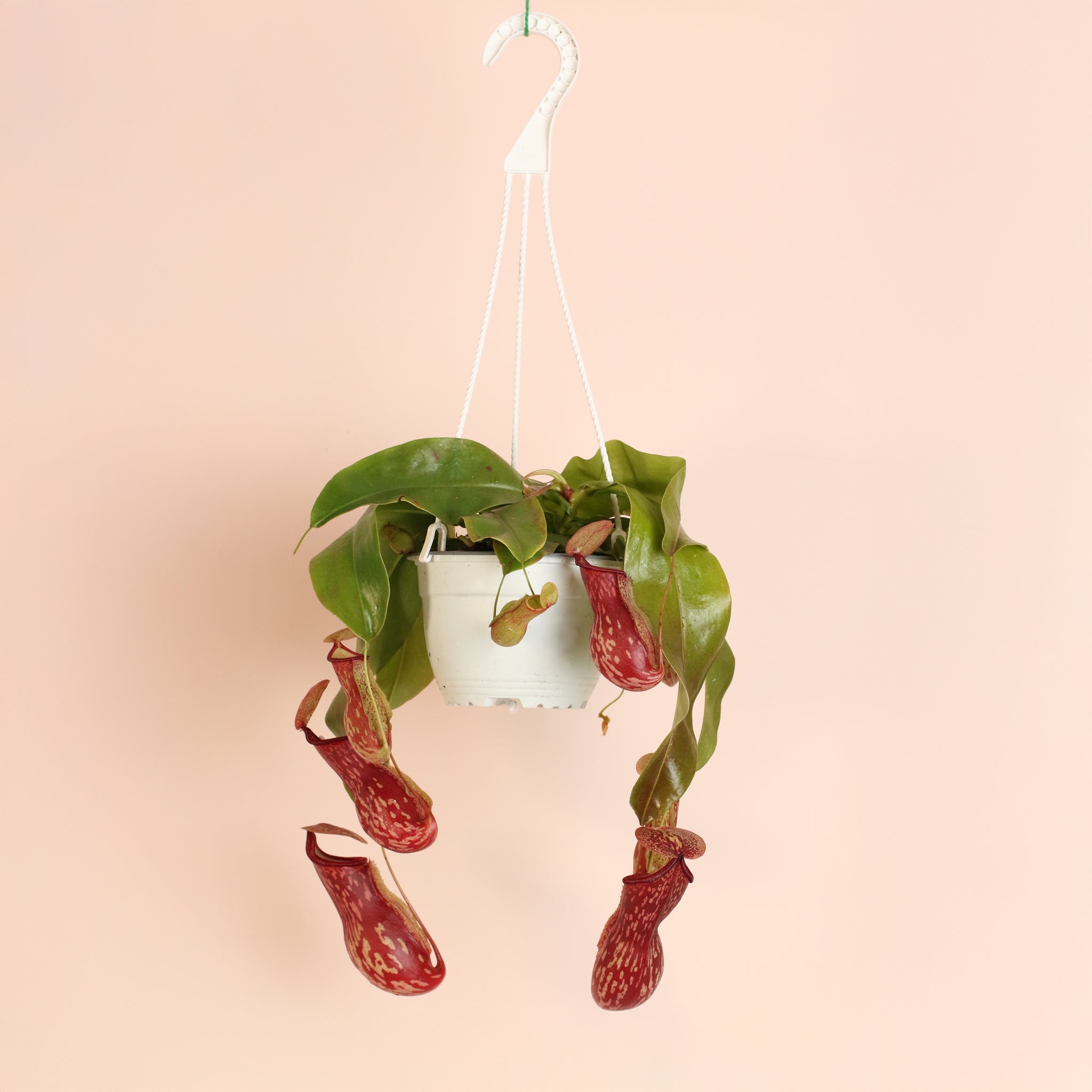 Nepenthes Gaya Carnivorous Pitcher Plant (Nepenthes x St. Gaya) - Cheeky Garden