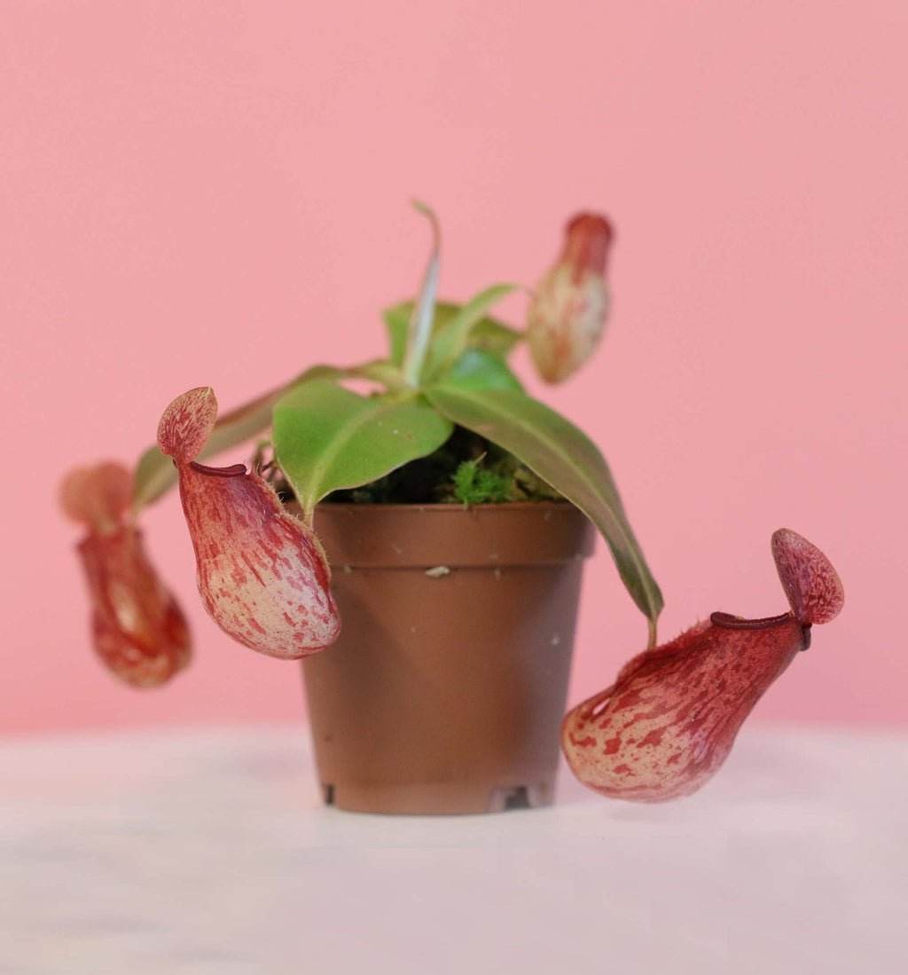 Nepenthes Gaya Carnivorous Pitcher Plant (Nepenthes x St. Gaya) - Cheeky Garden