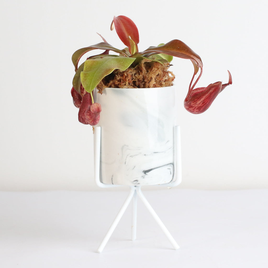 Nepenthes Gaya Carnivorous Pitcher Plant (Nepenthes x St. Gaya) - Cheeky Garden