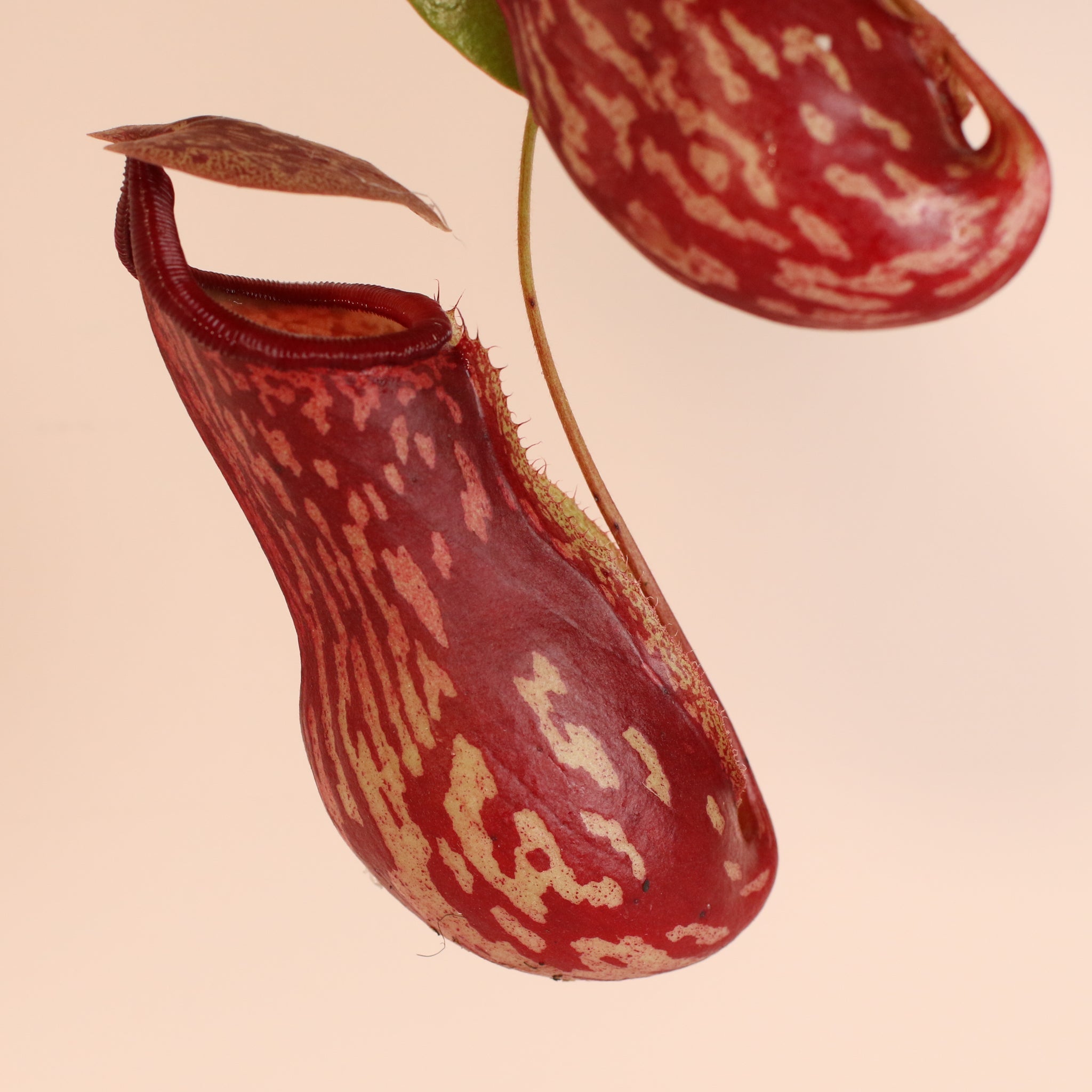 Nepenthes Gaya Carnivorous Pitcher Plant (Nepenthes x St. Gaya) - Cheeky Garden