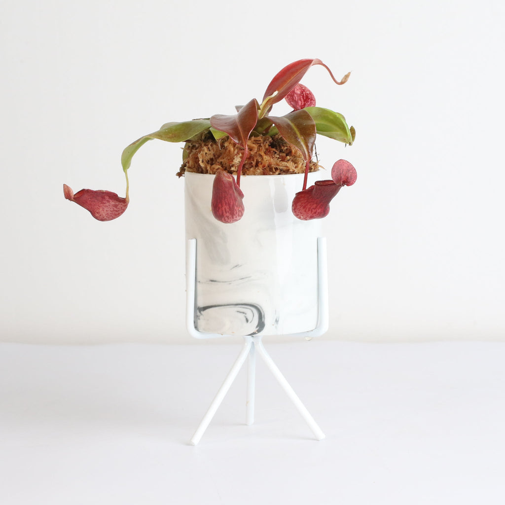 Nepenthes Gaya Carnivorous Pitcher Plant (Nepenthes x St. Gaya) - Cheeky Garden