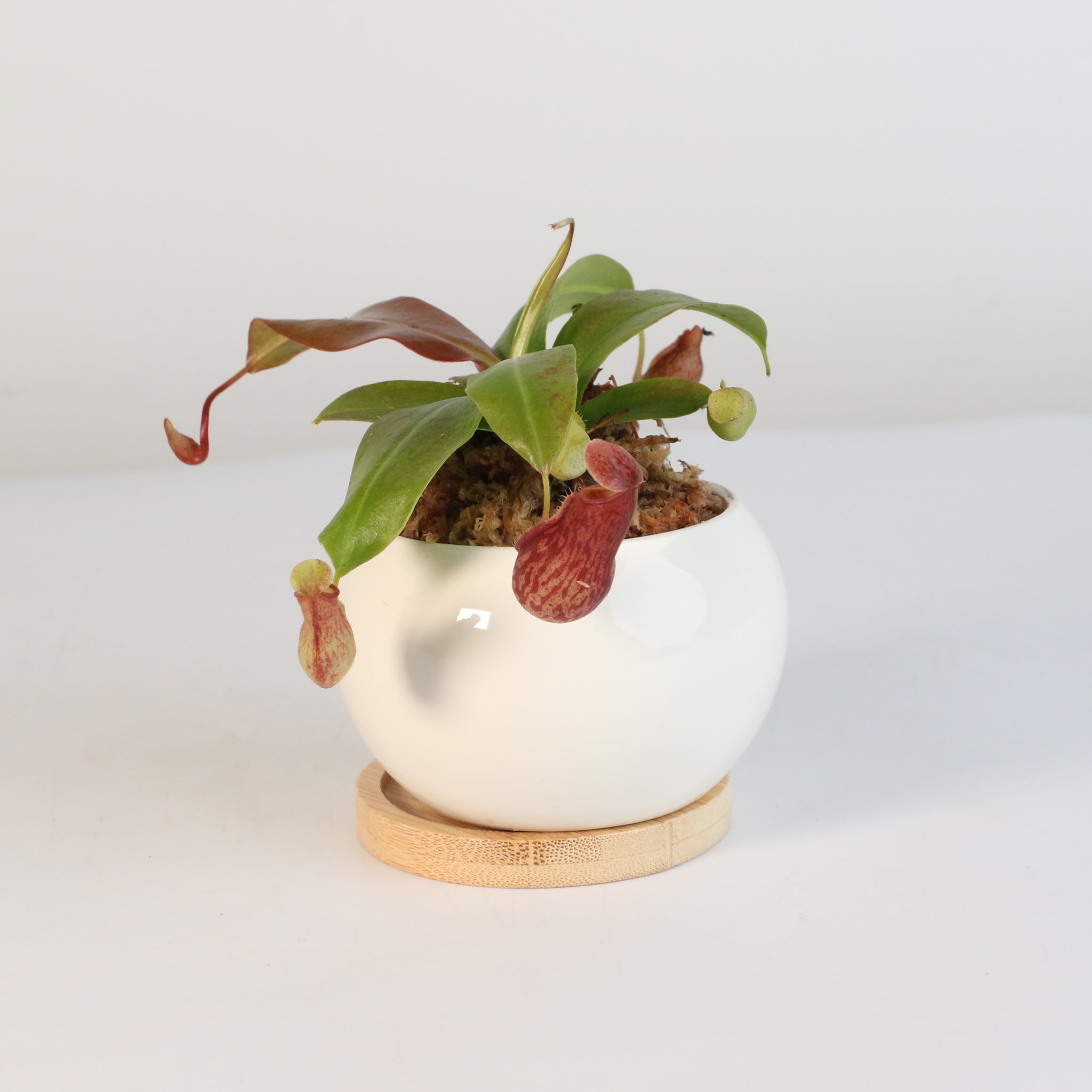 Nepenthes Gaya Carnivorous Pitcher Plant (Nepenthes x St. Gaya) - Cheeky Garden