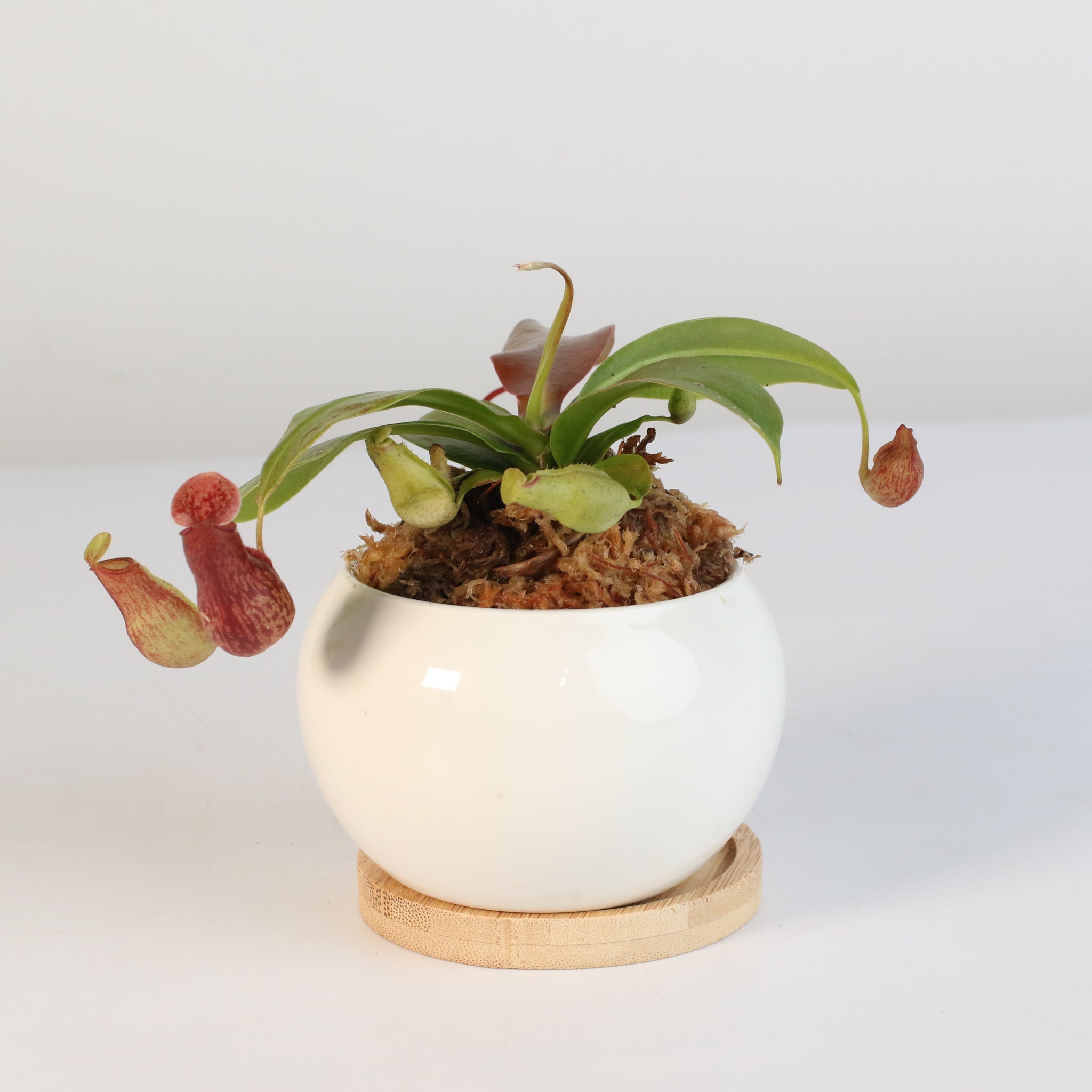 Nepenthes Gaya Carnivorous Pitcher Plant (Nepenthes x St. Gaya) - Cheeky Garden