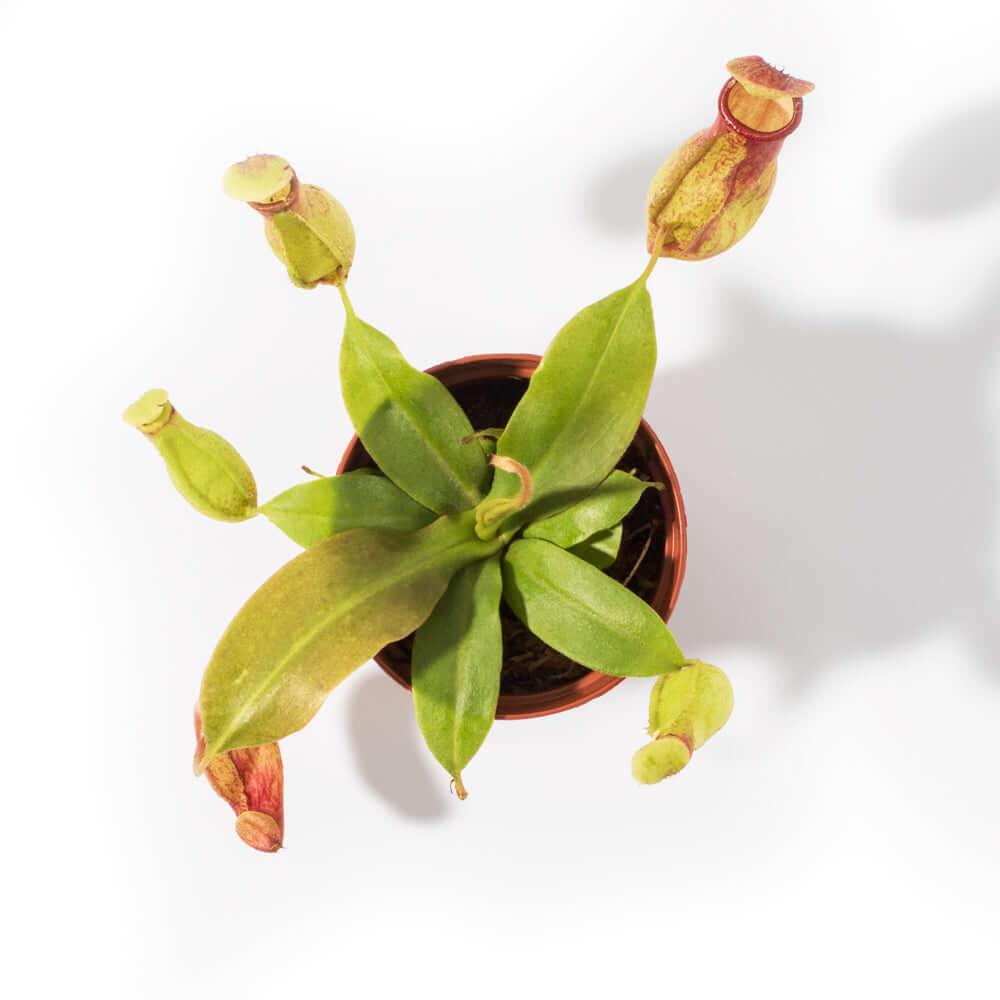 Nepenthes Gaya Carnivorous Pitcher Plant (Nepenthes x St. Gaya) - Cheeky Garden