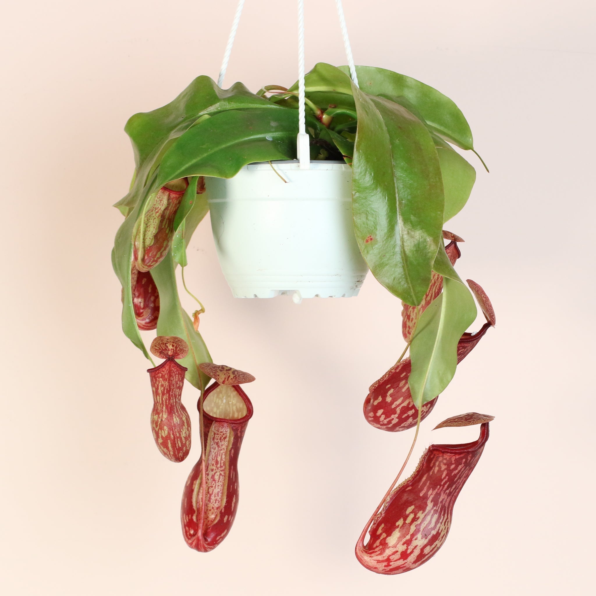 Nepenthes Gaya Carnivorous Pitcher Plant (Nepenthes x St. Gaya) - Cheeky Garden