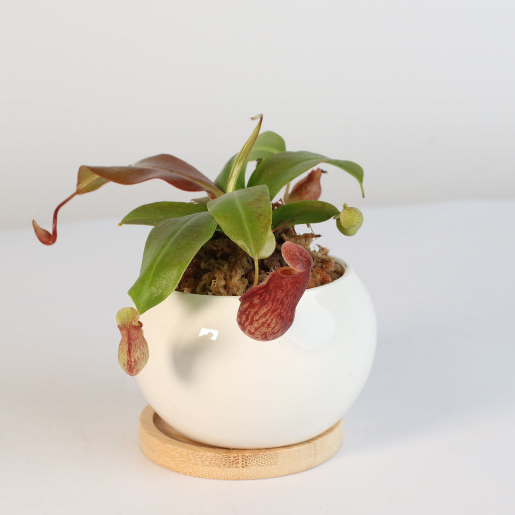 Nepenthes Gaya Carnivorous Pitcher Plant (Nepenthes x St. Gaya) - Cheeky Garden